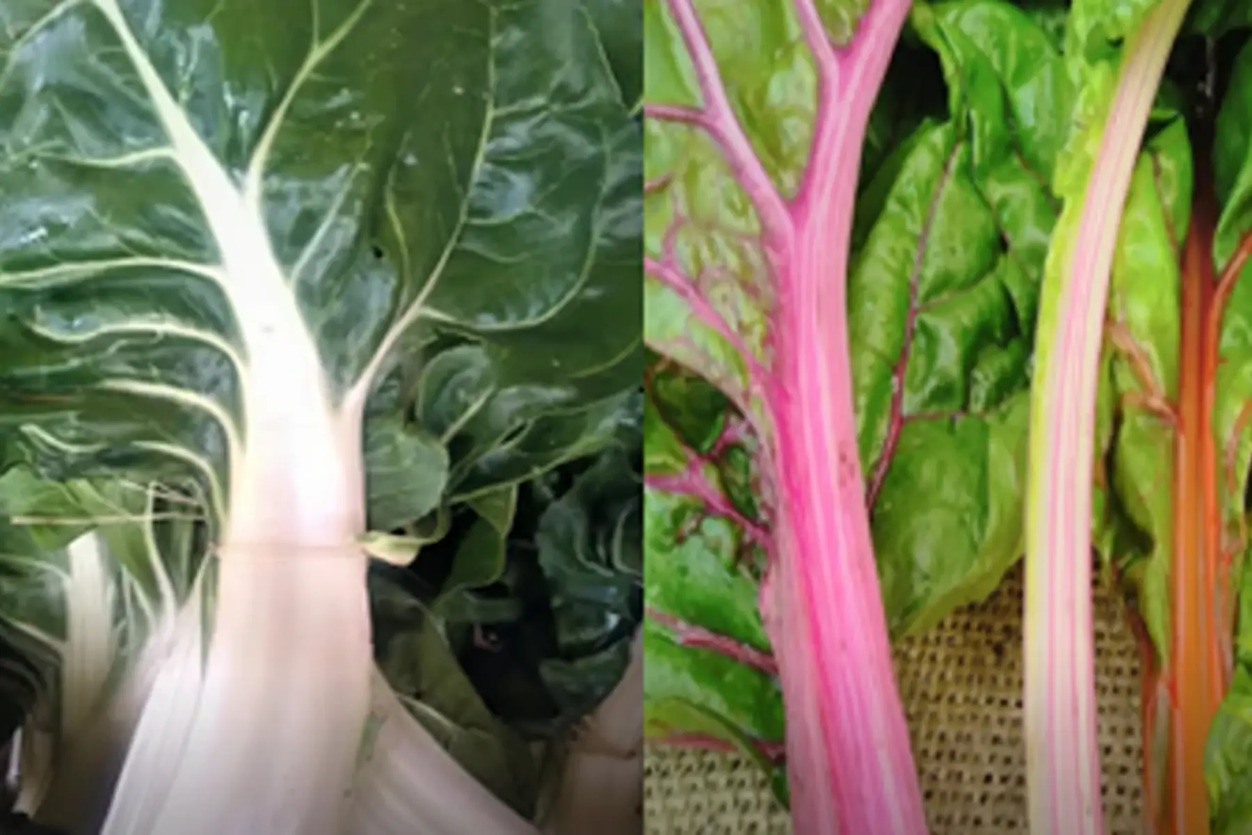 duo blettes blanches/blettes multicolores