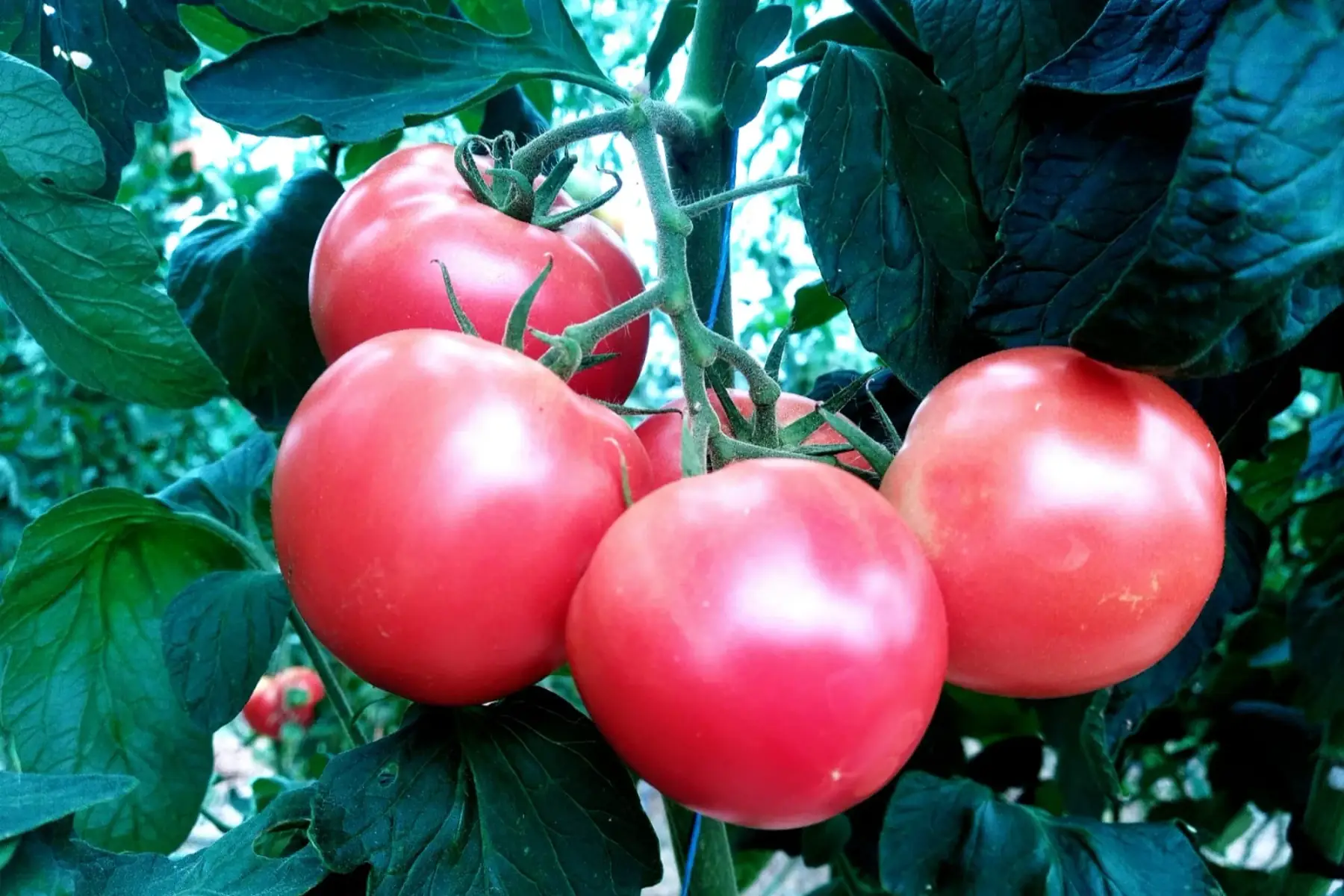 tomates rondes