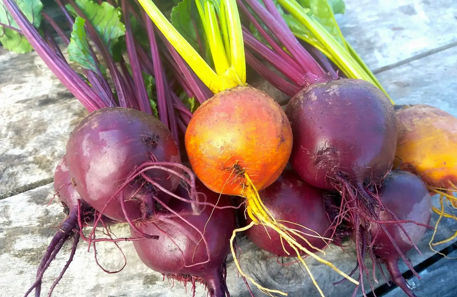 Betteraves botte