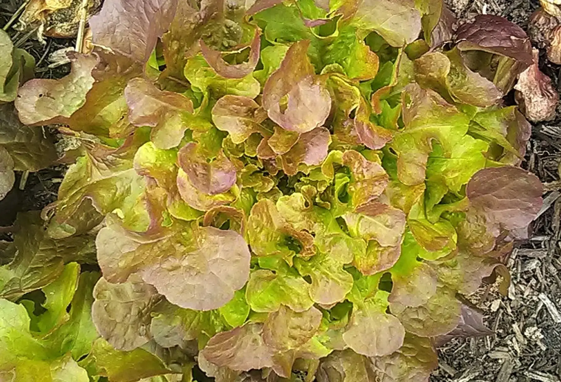 laitue feuille de chêne rouge