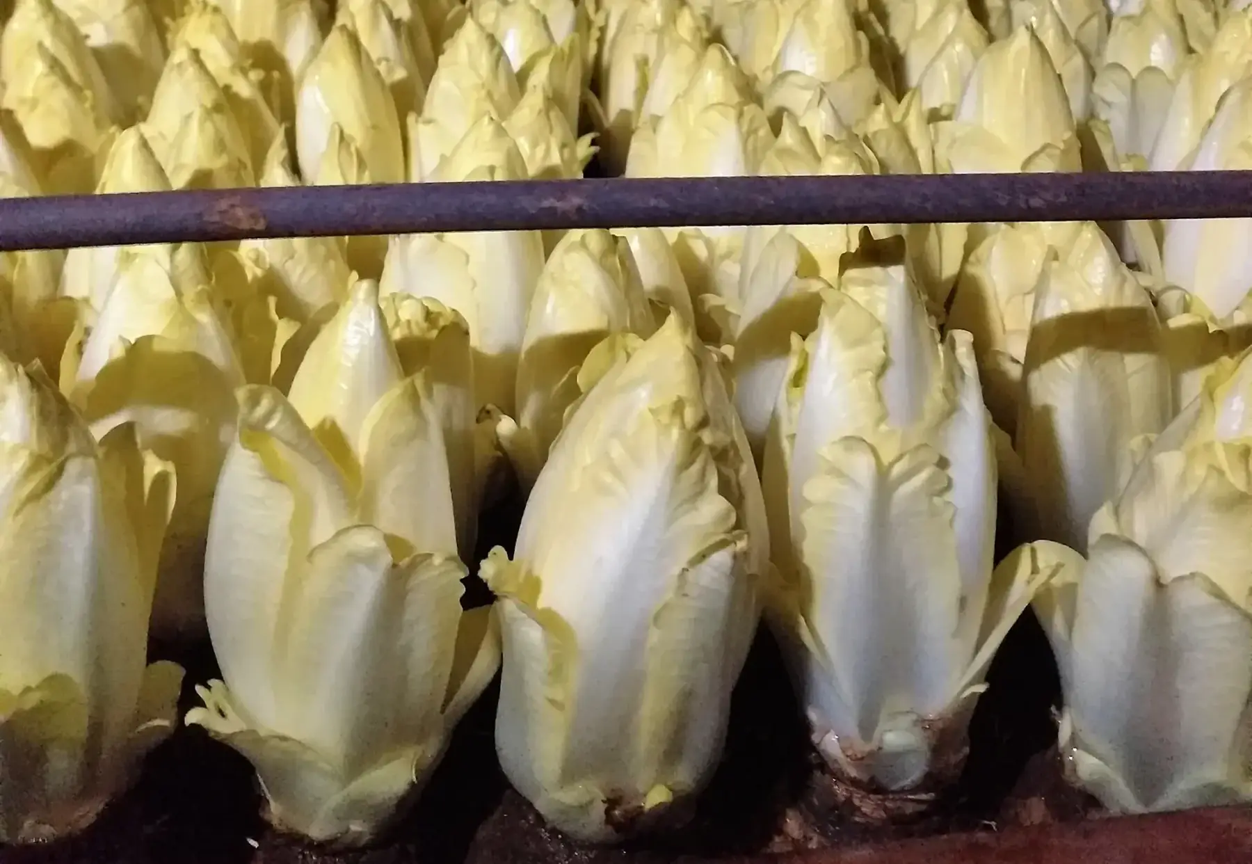 Le Panier des Mongettes