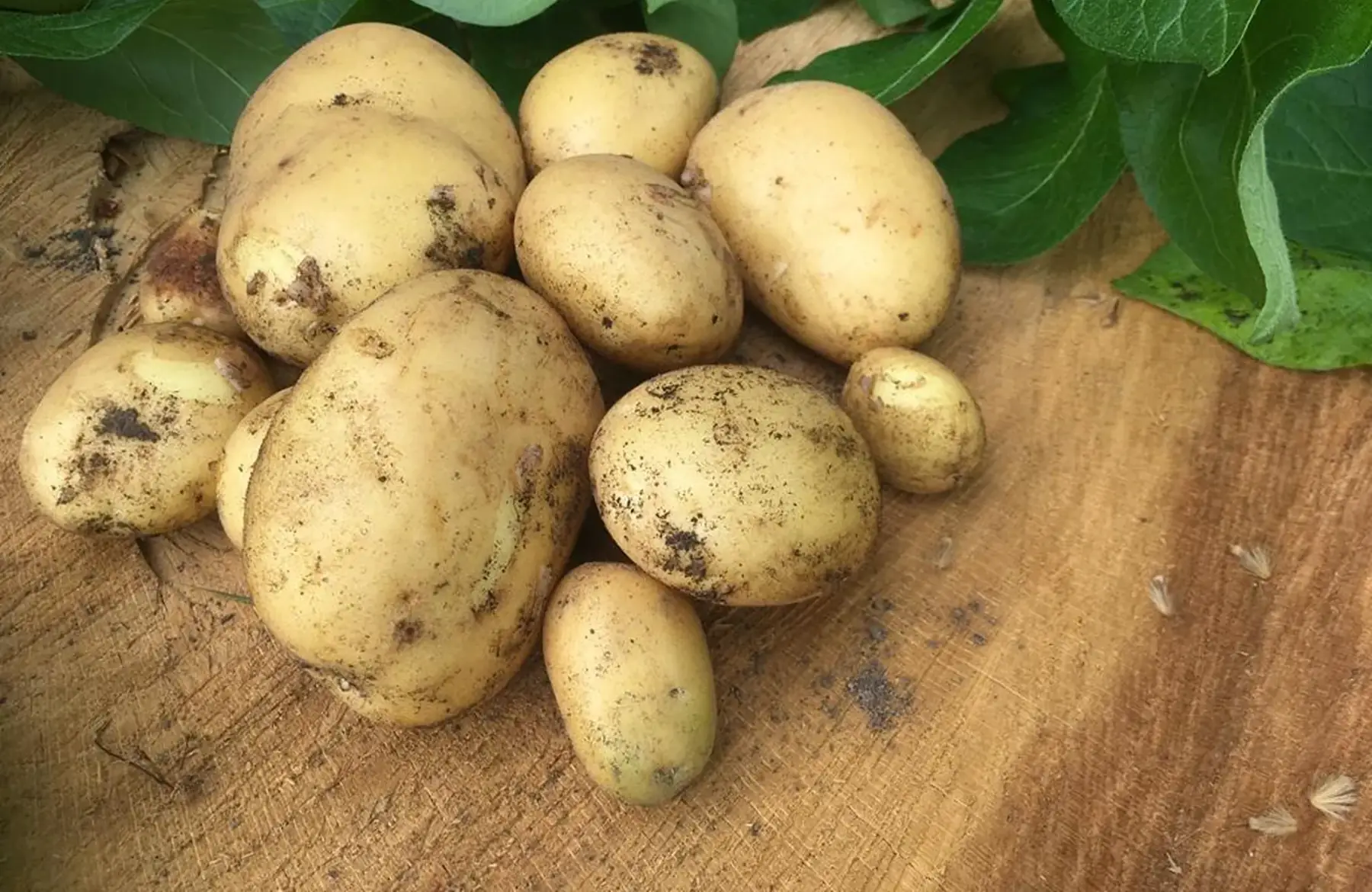 pommes de terre nouvelles