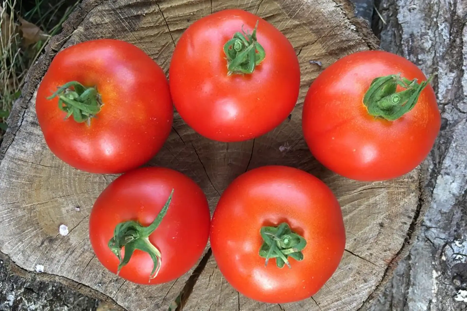 tomate ronde