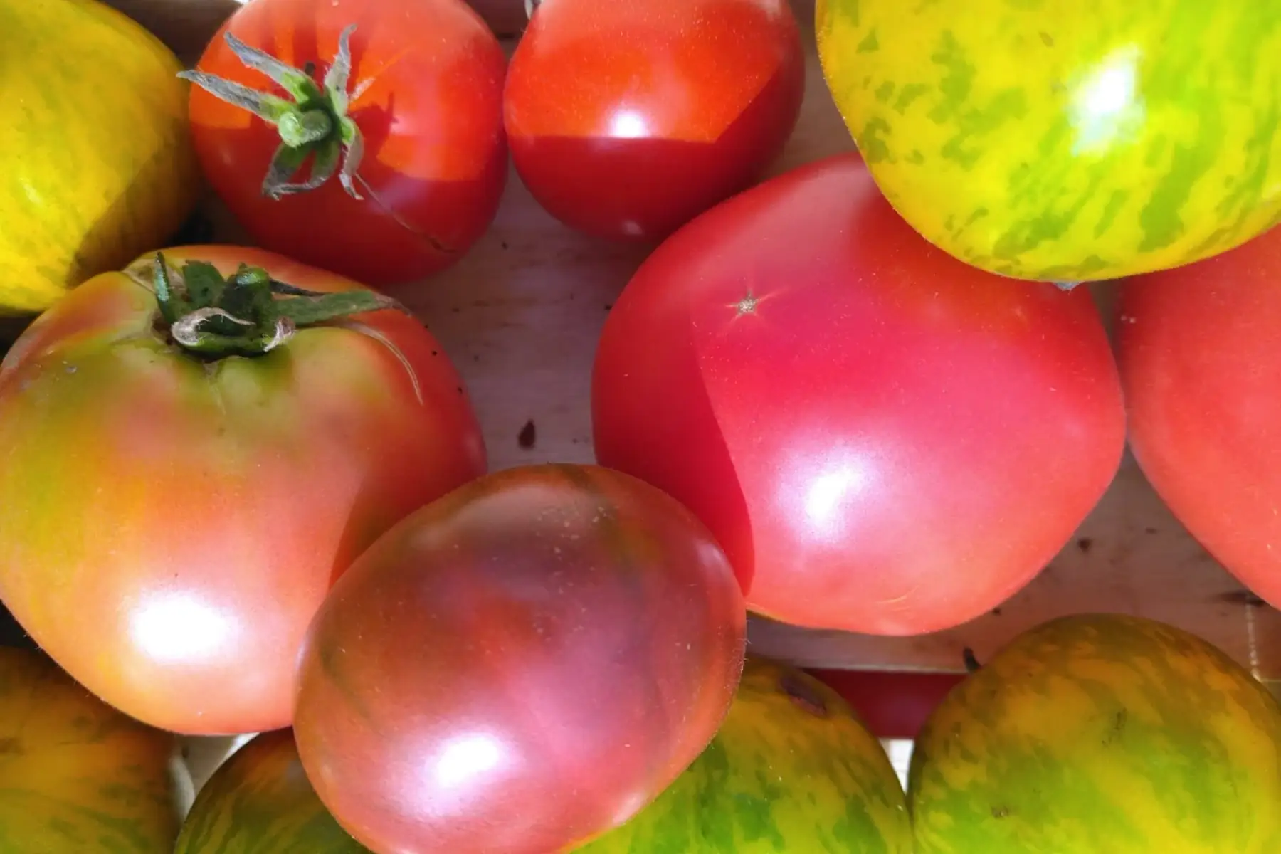 tomate ancienne