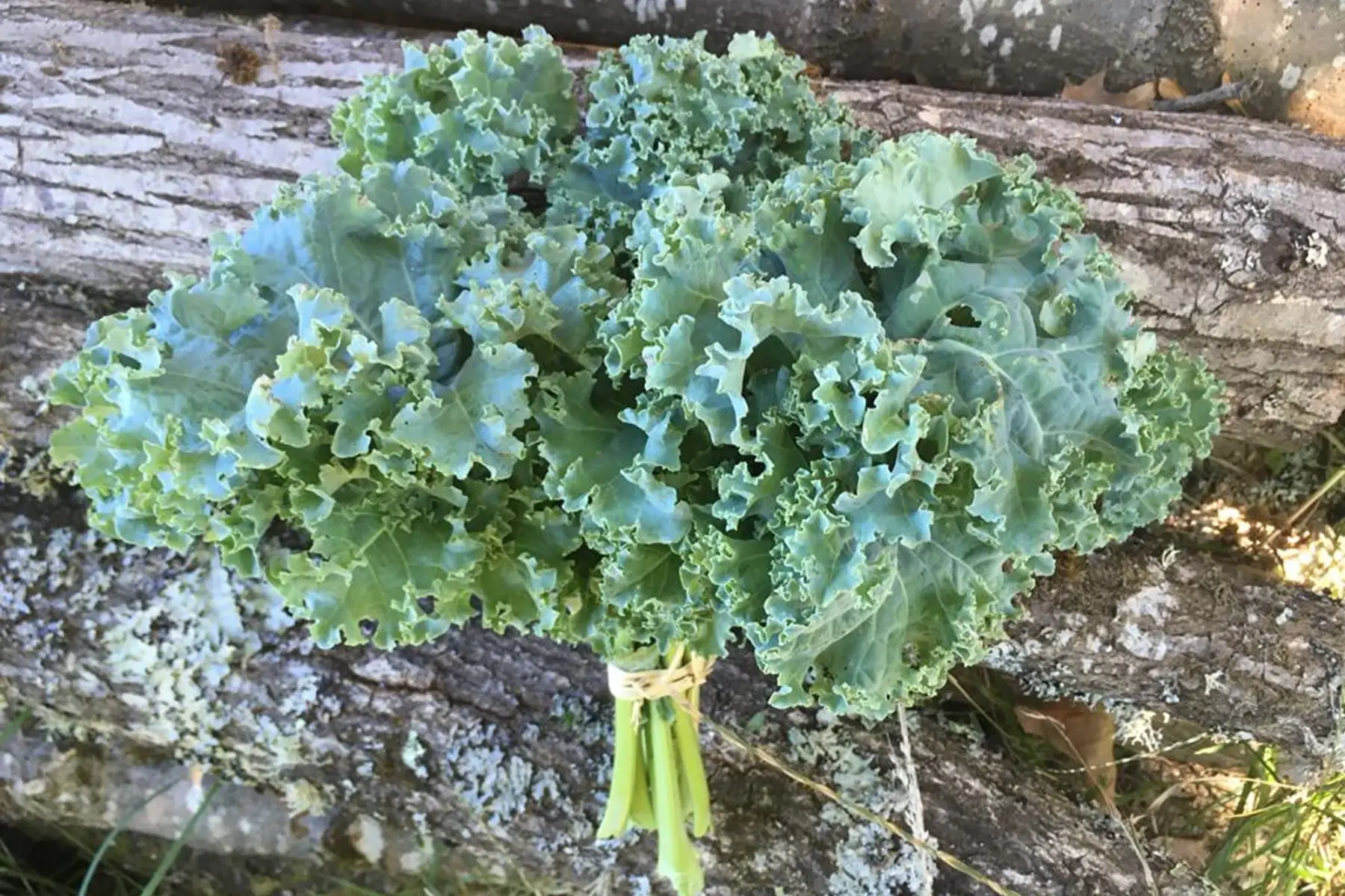 chou kale