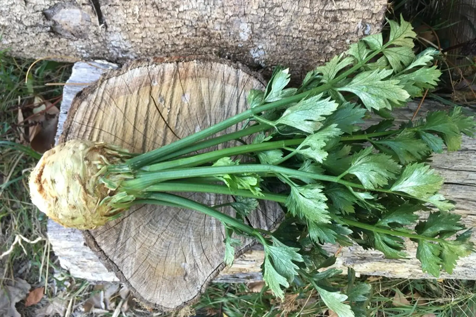 céleri rave (env. 350g pièce)