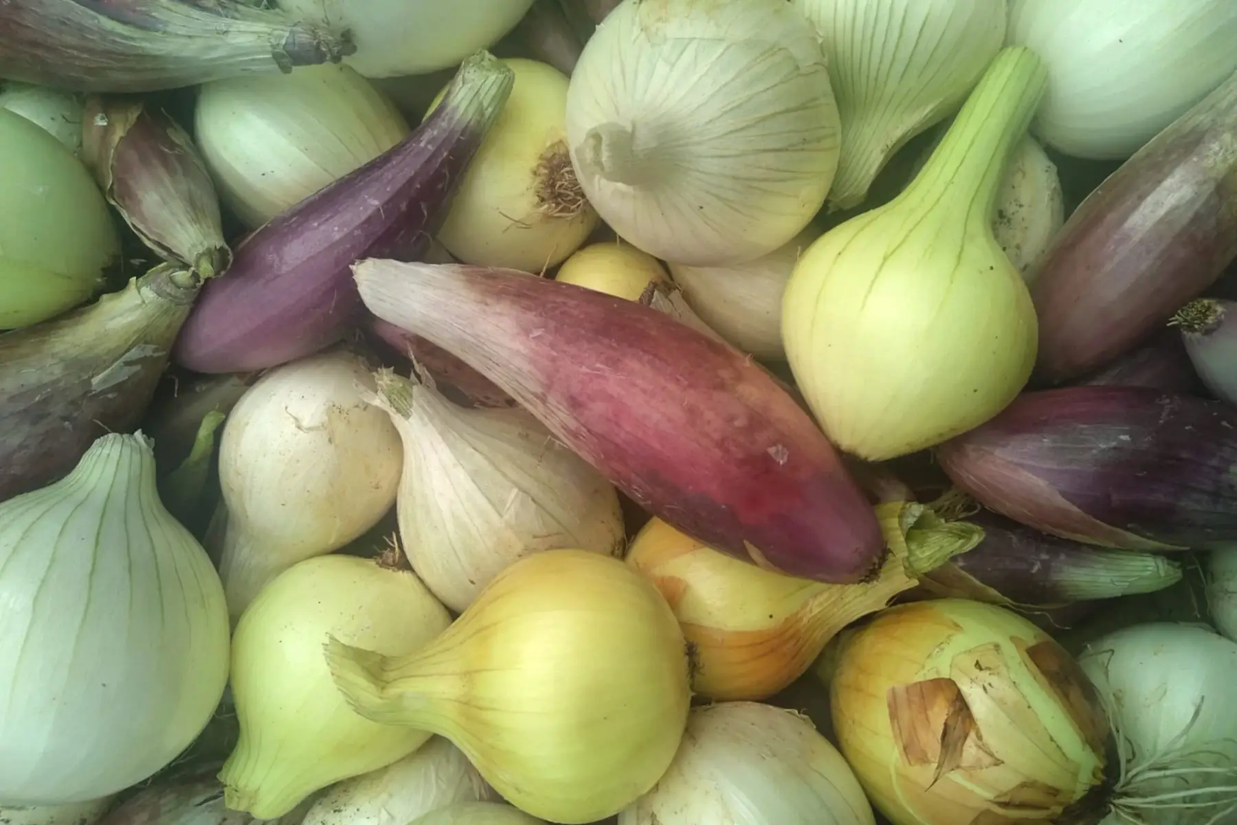 Bosset Légumes