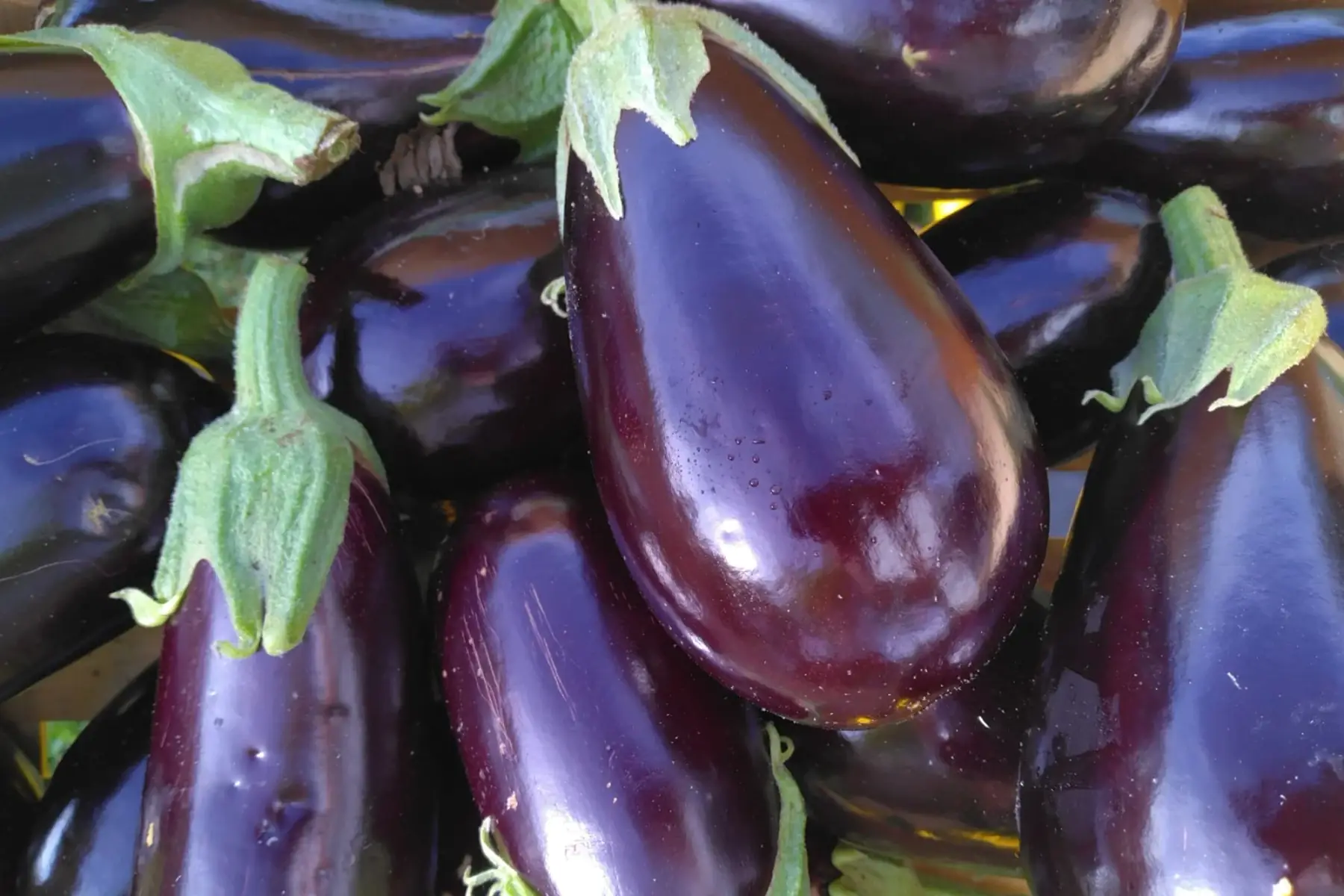 aubergine
