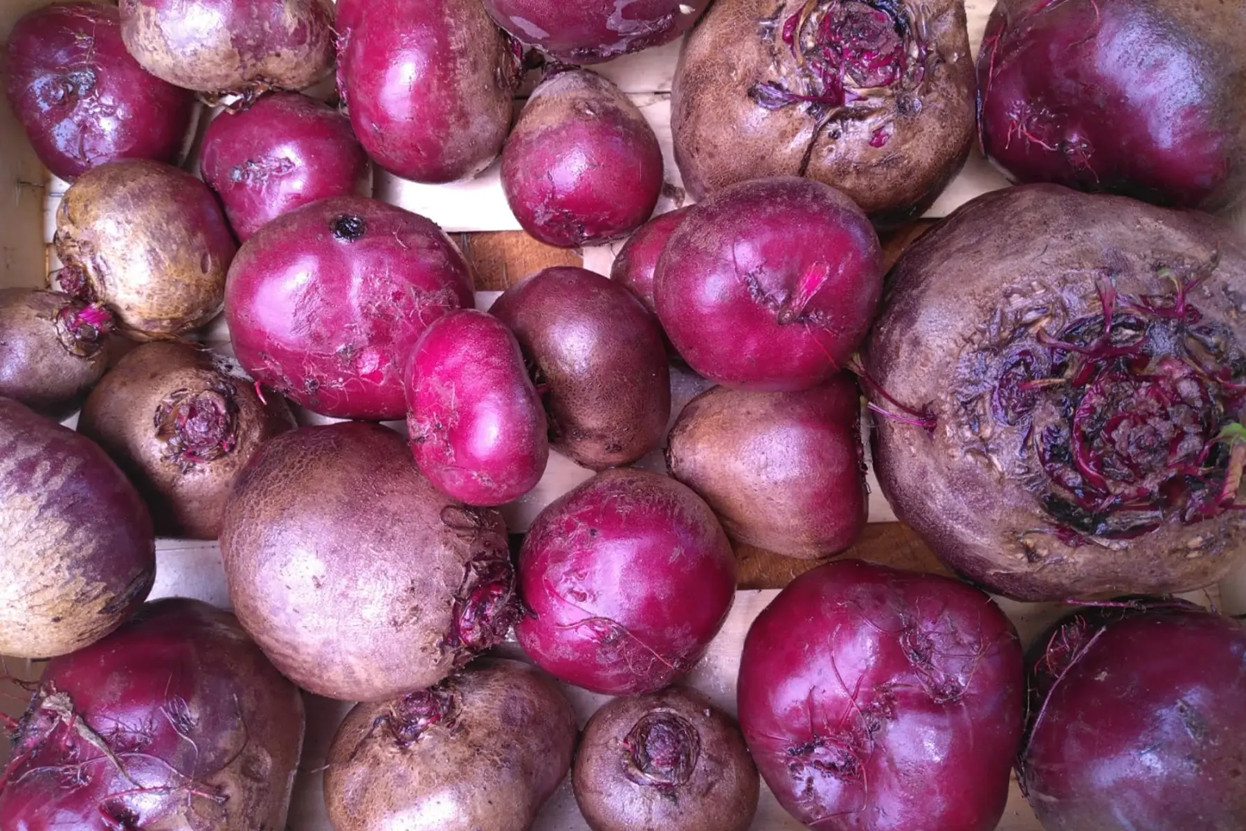 betterave vrac (crue)