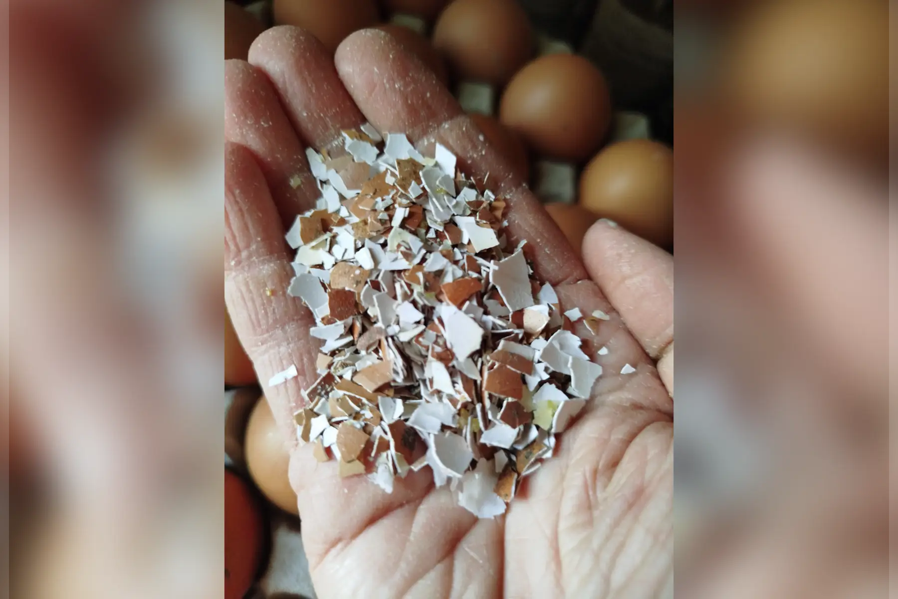 Coquilles d œufs concassées