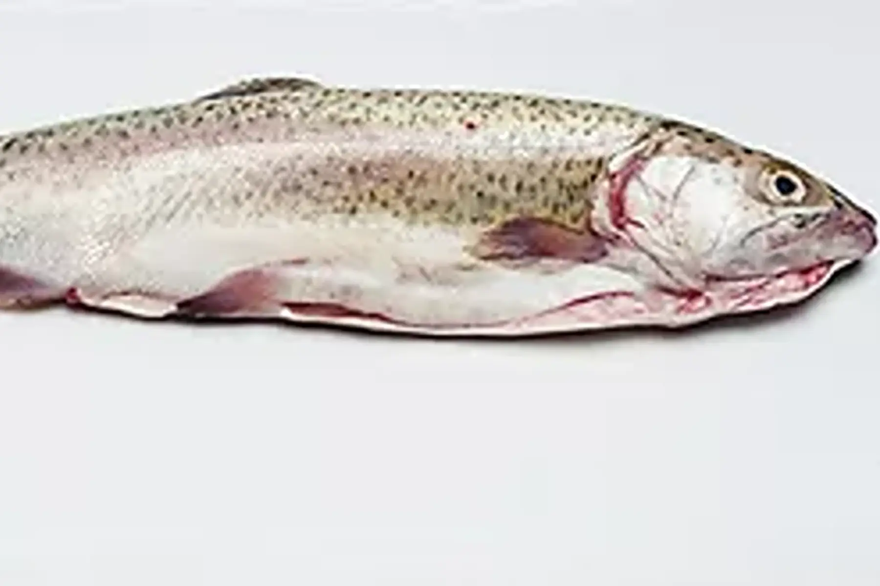 1-truite portion (entière) bio colis de 2.5 kg (environ 10 poissons)