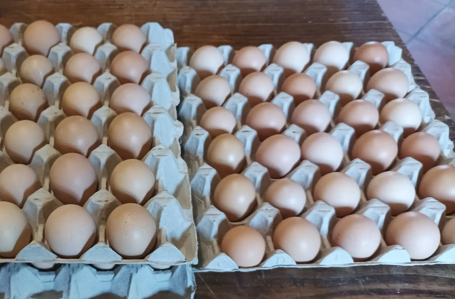 œufs petits x30