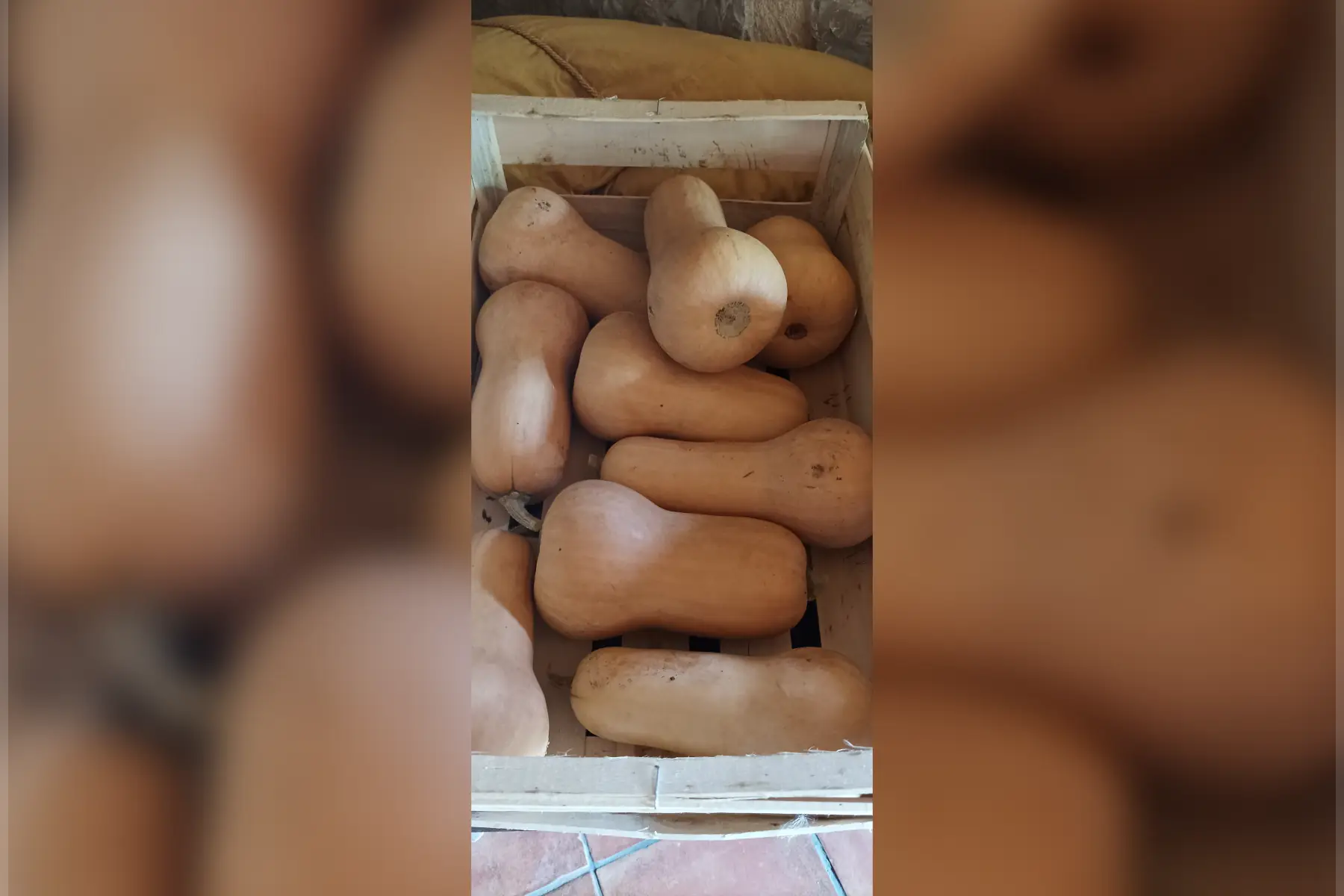butternut