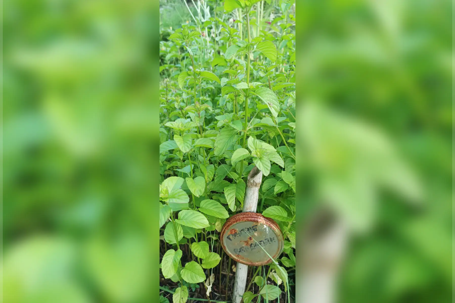 menthe bergamote