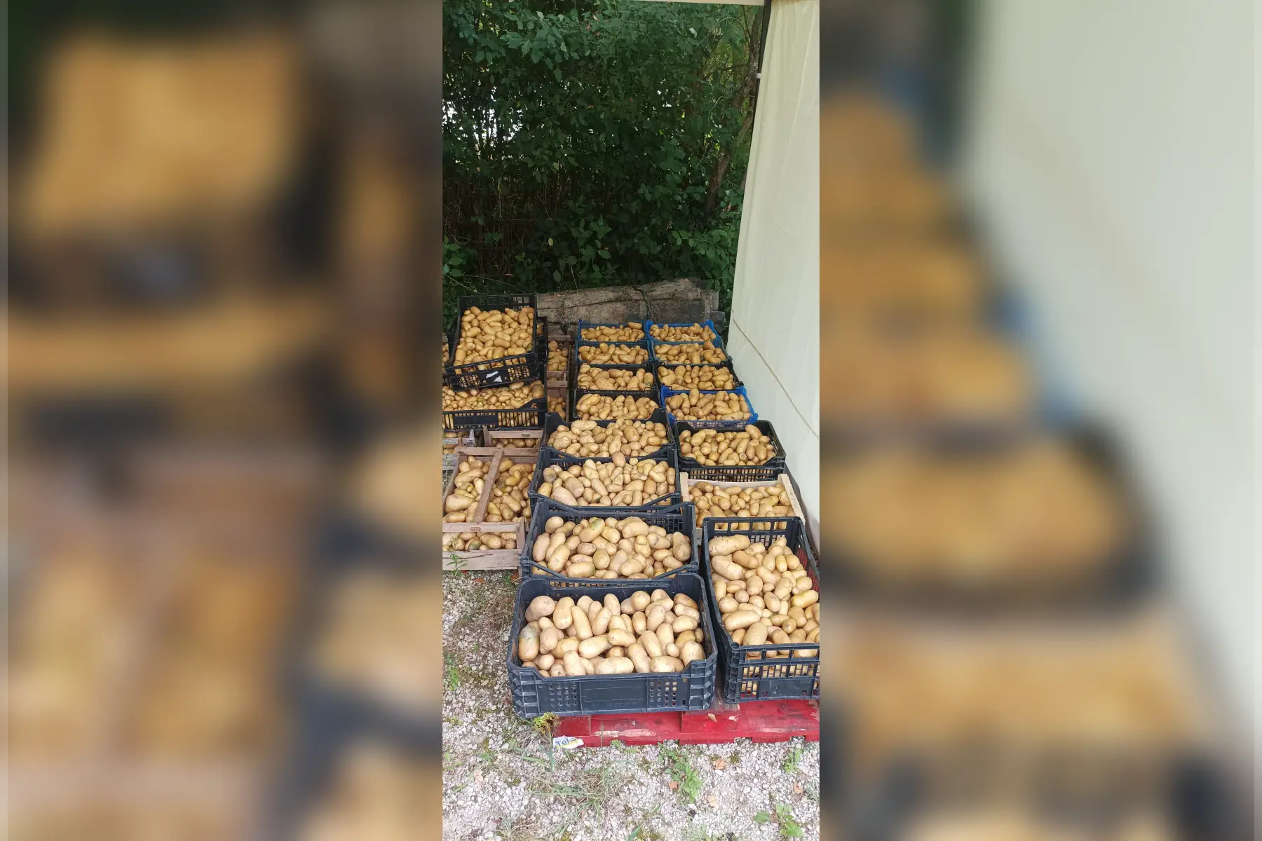 pommes de terre