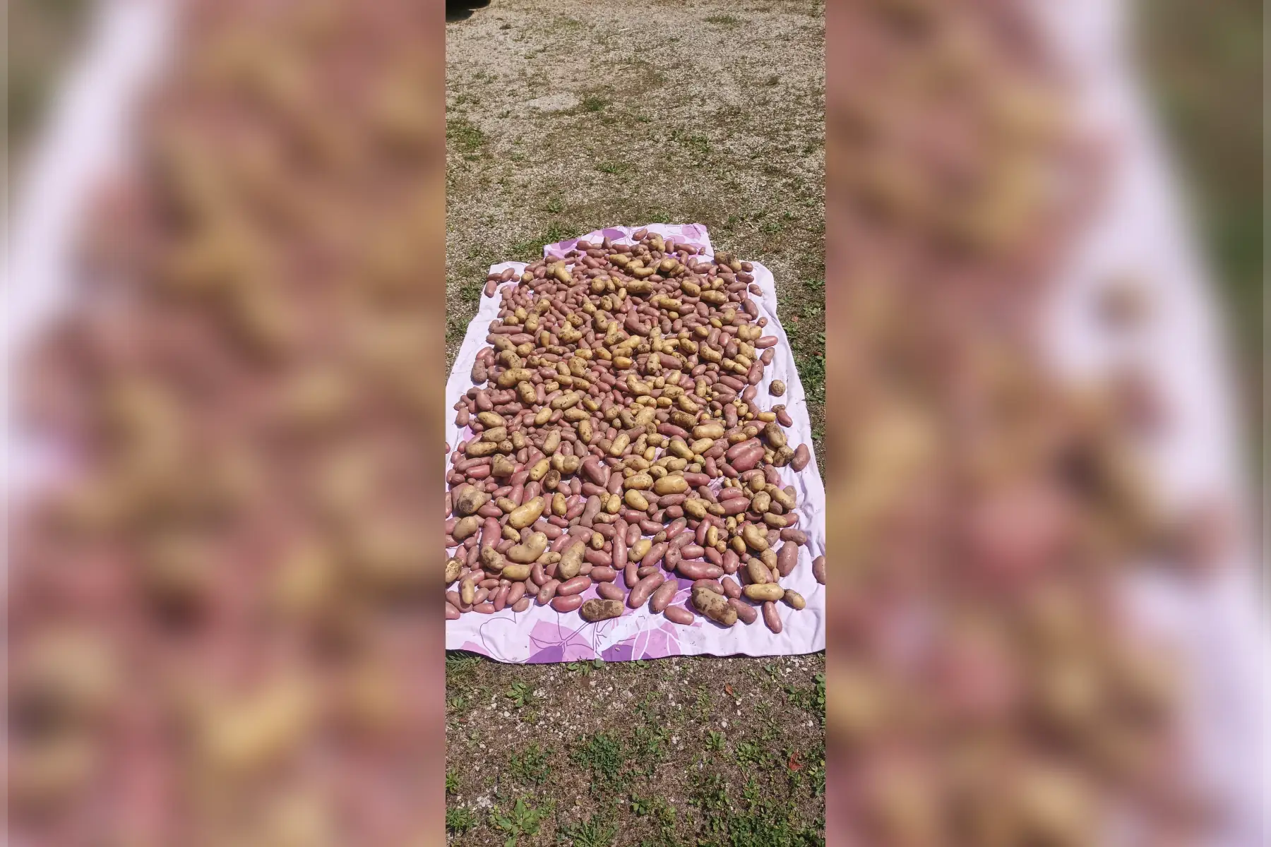 pomme de terre