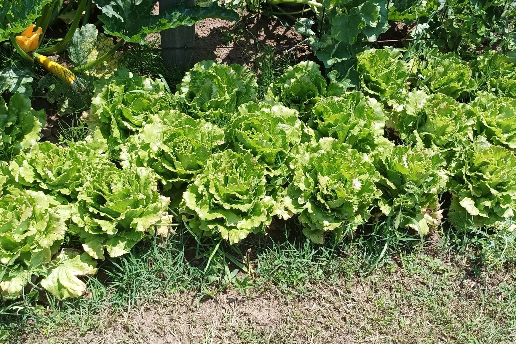 salade