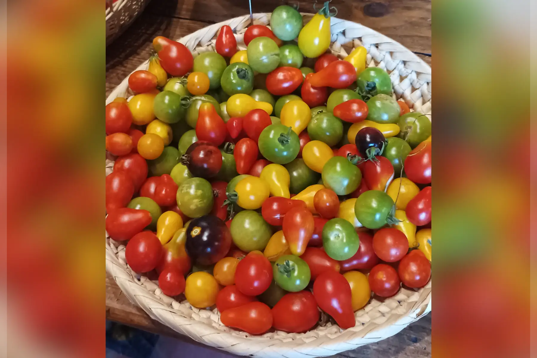 tomates cerises