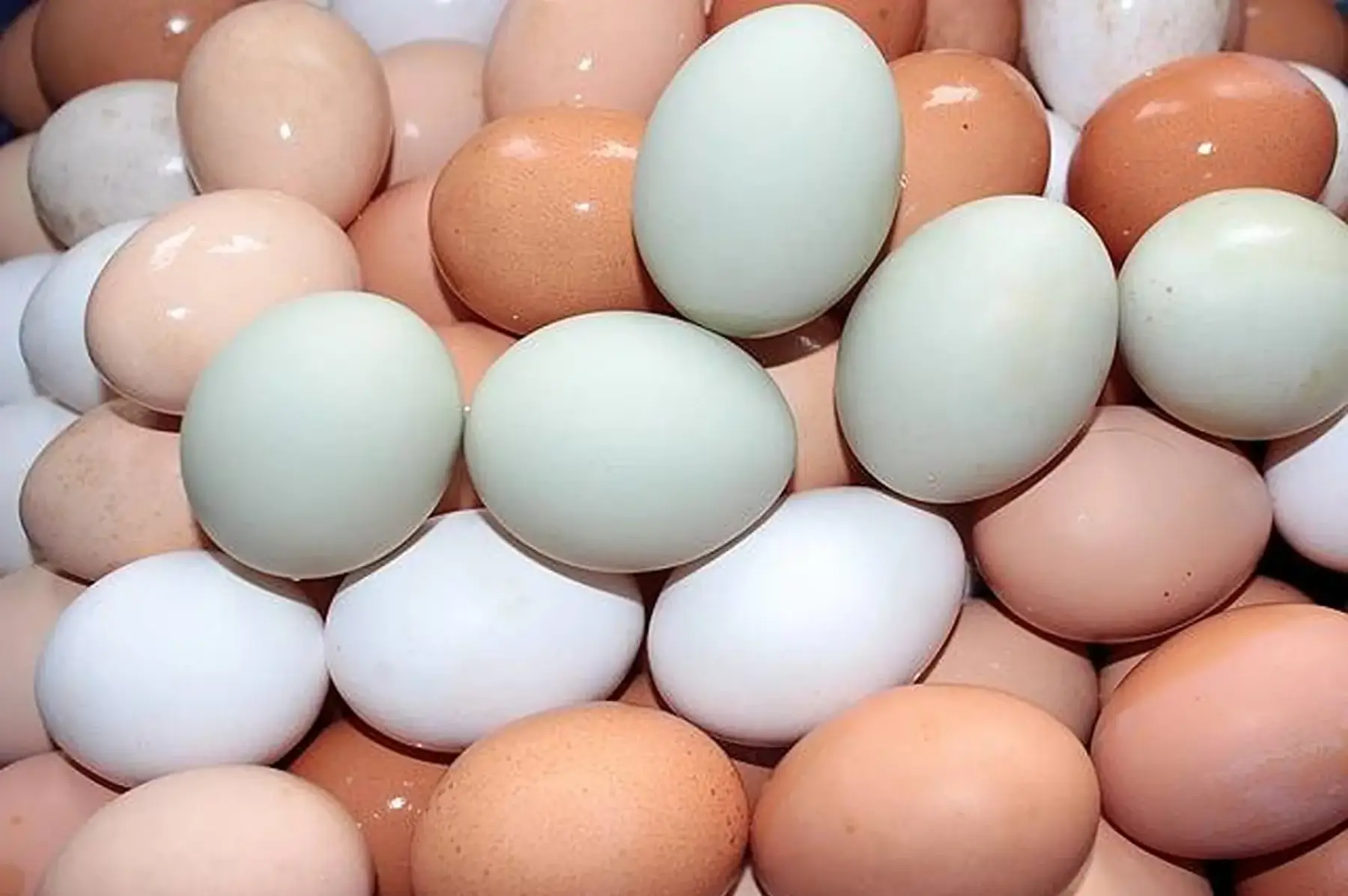 oeufs x12