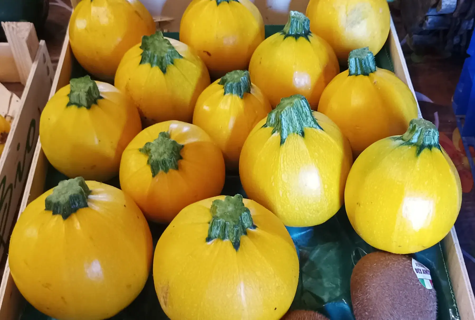 courgettes rondes