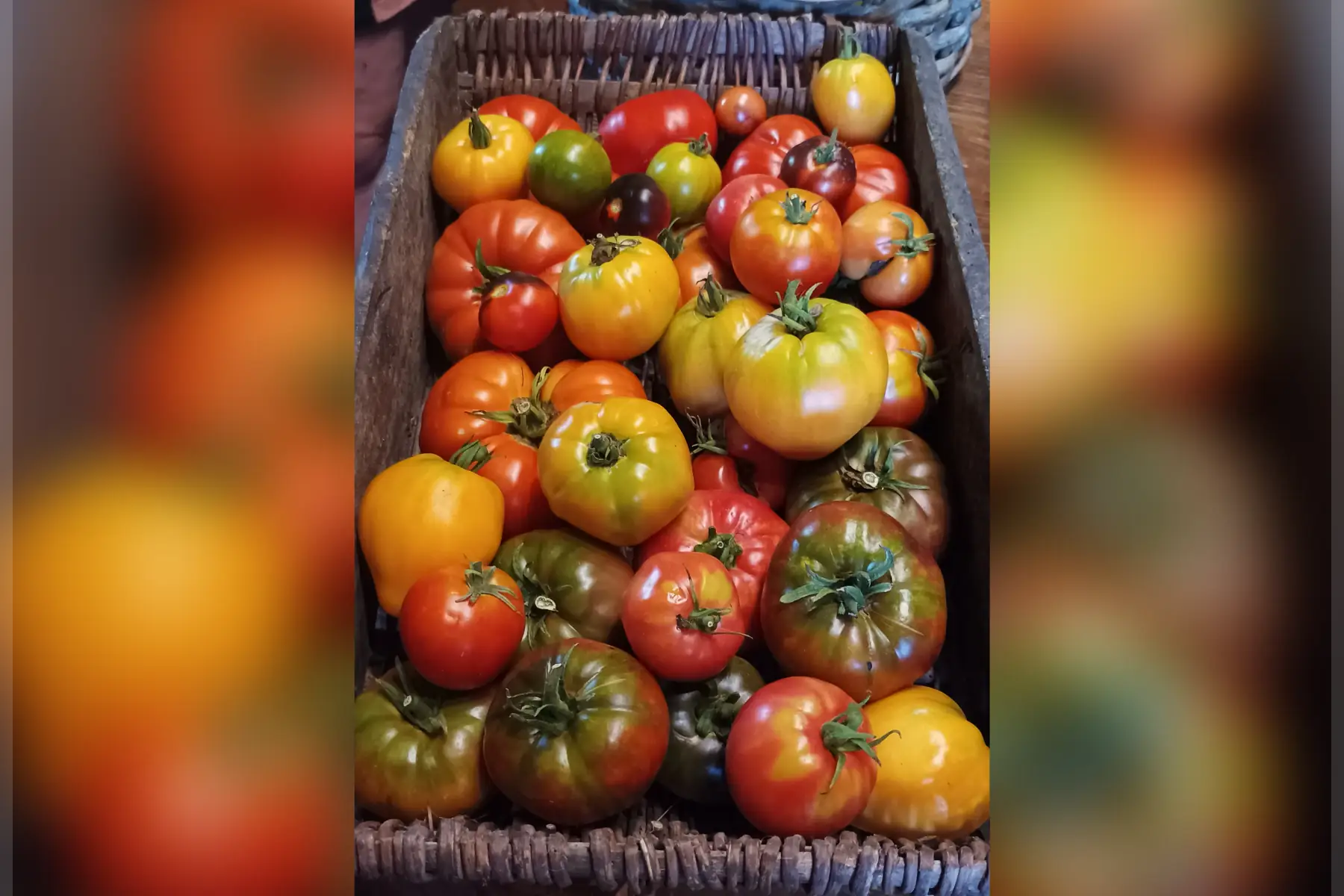 tomates
