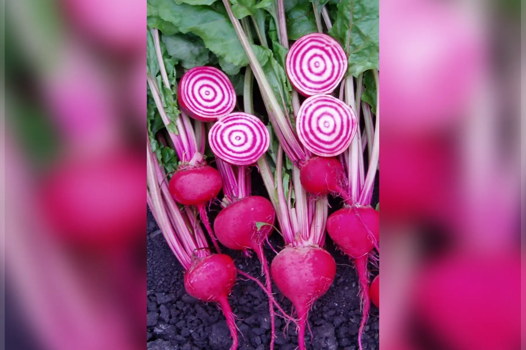 betteraves rouges