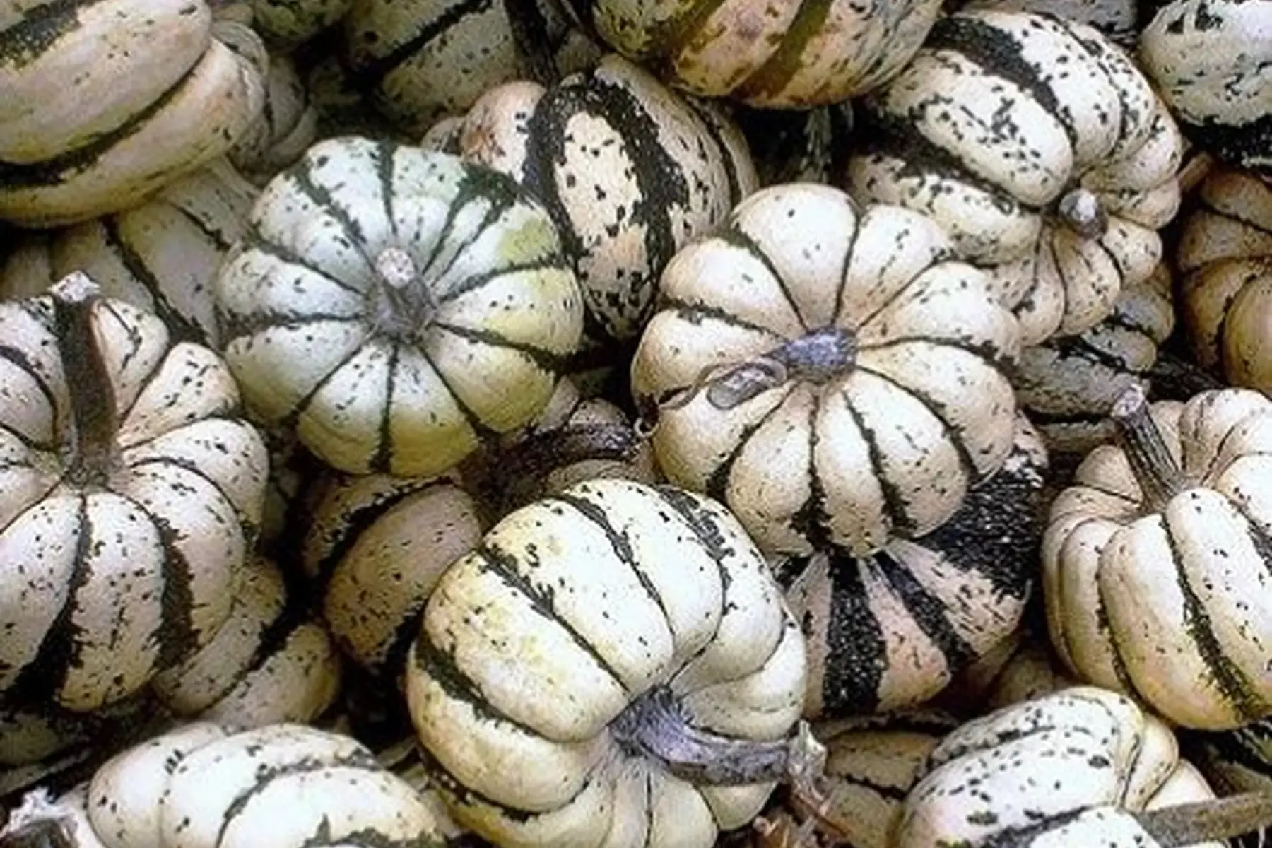 courge patidou