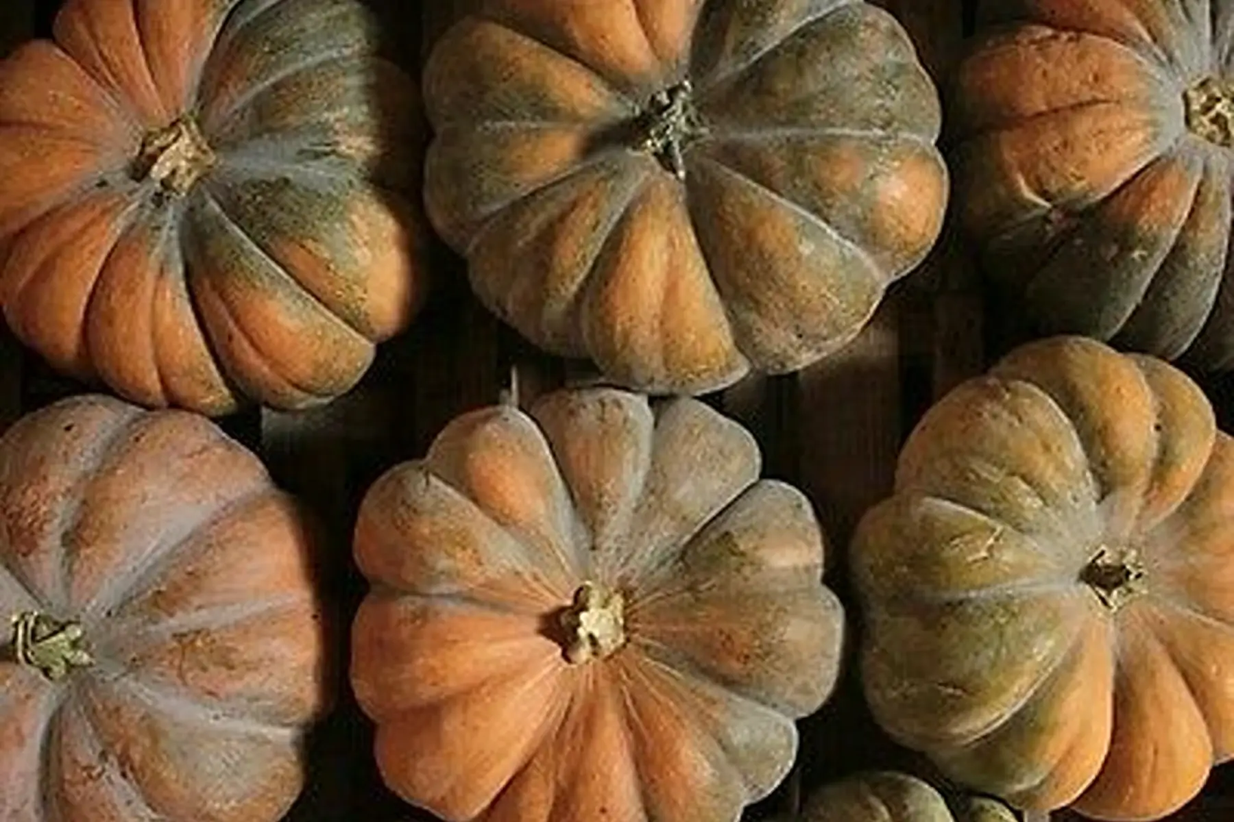 courge musquée
