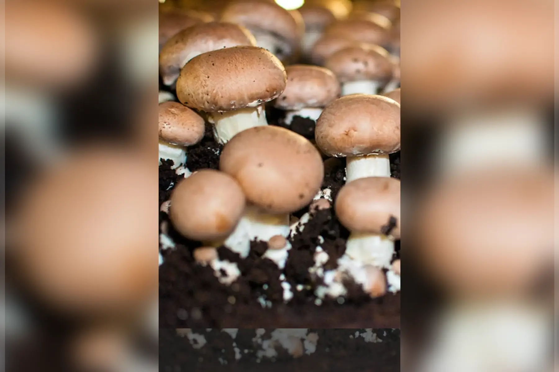 champignons de paris brun