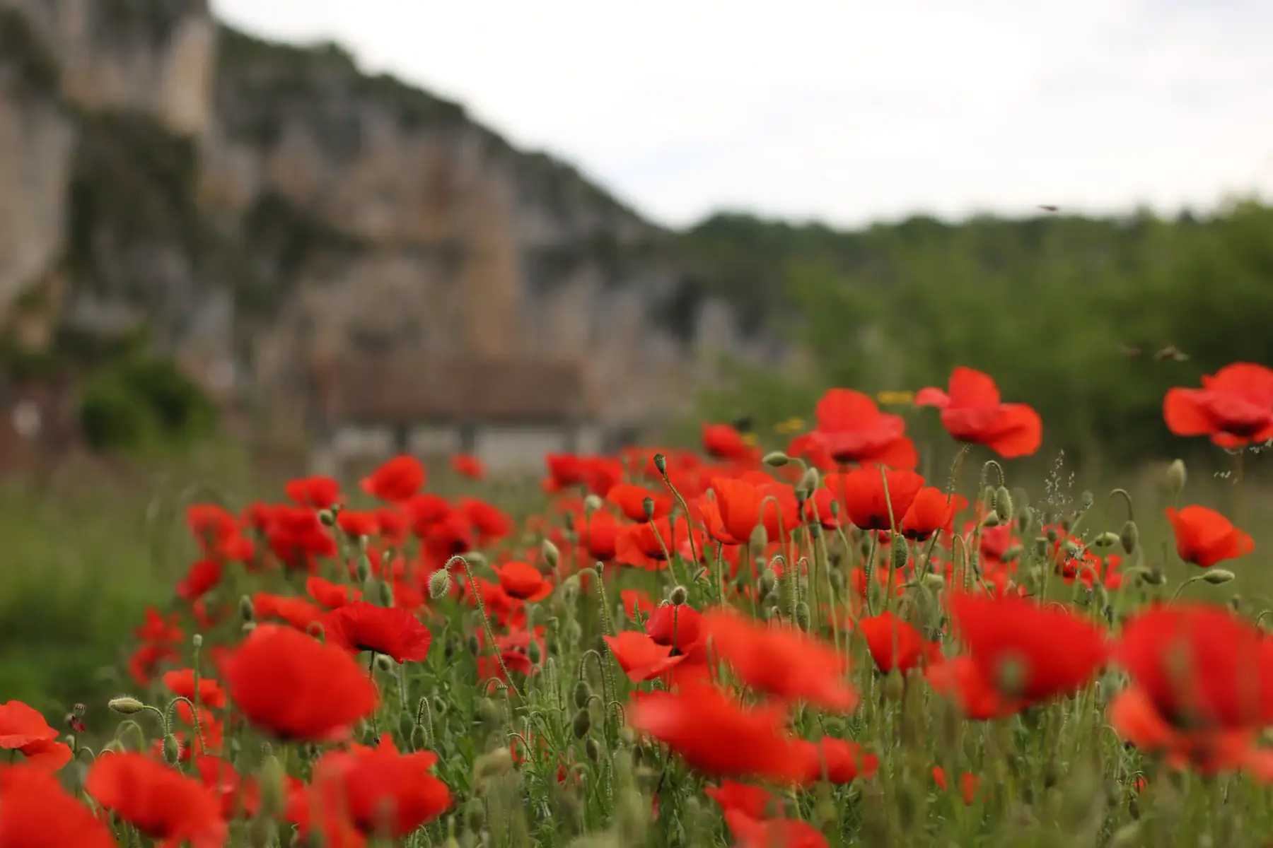 tisane le temps de fleurs