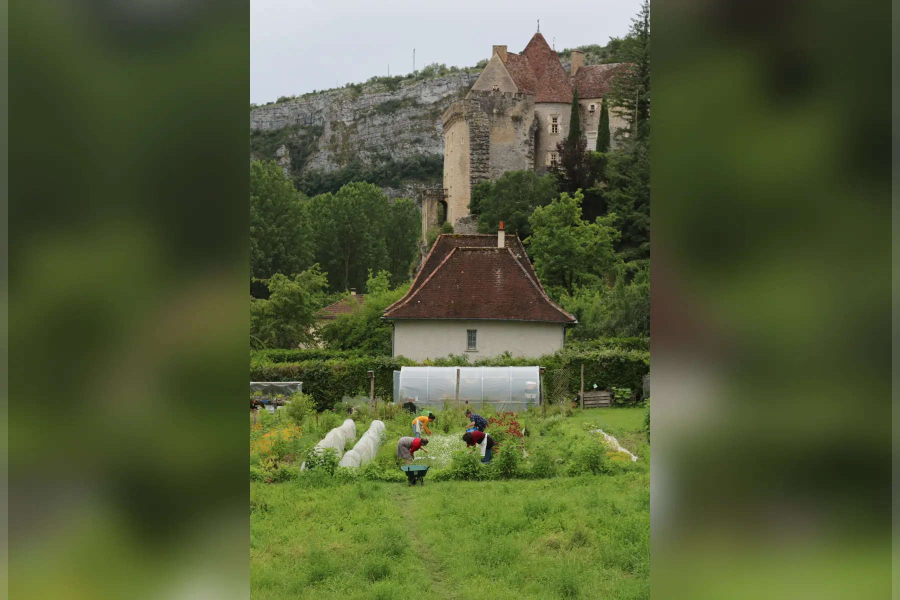 tisane la belle verte