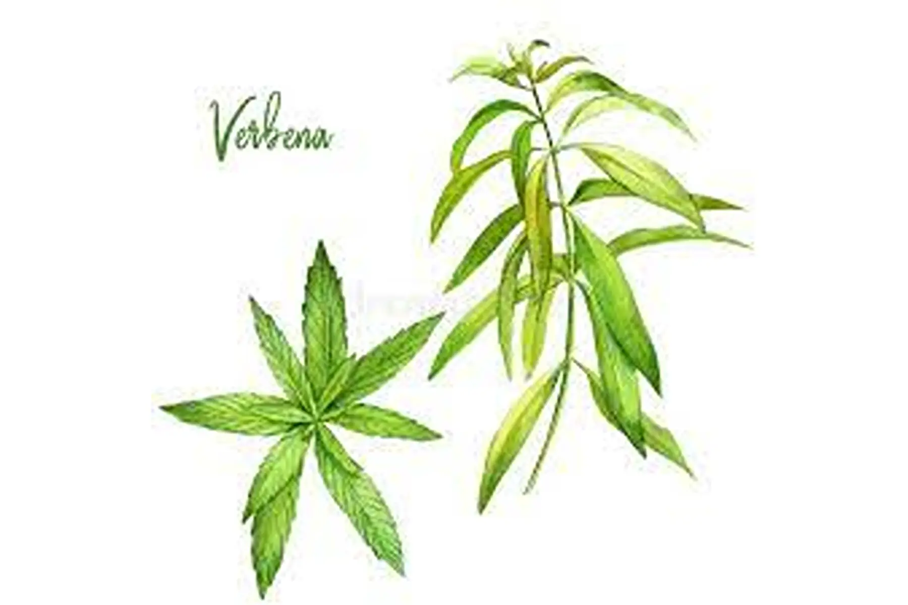 verveine 30gr