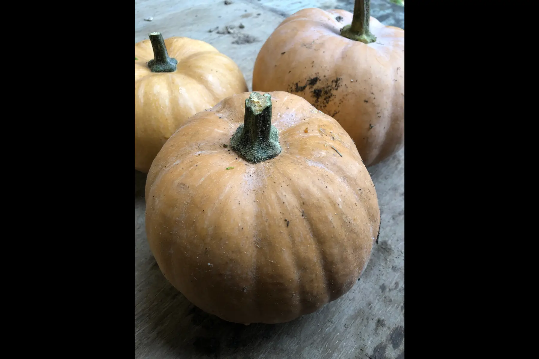 mini courge musquée