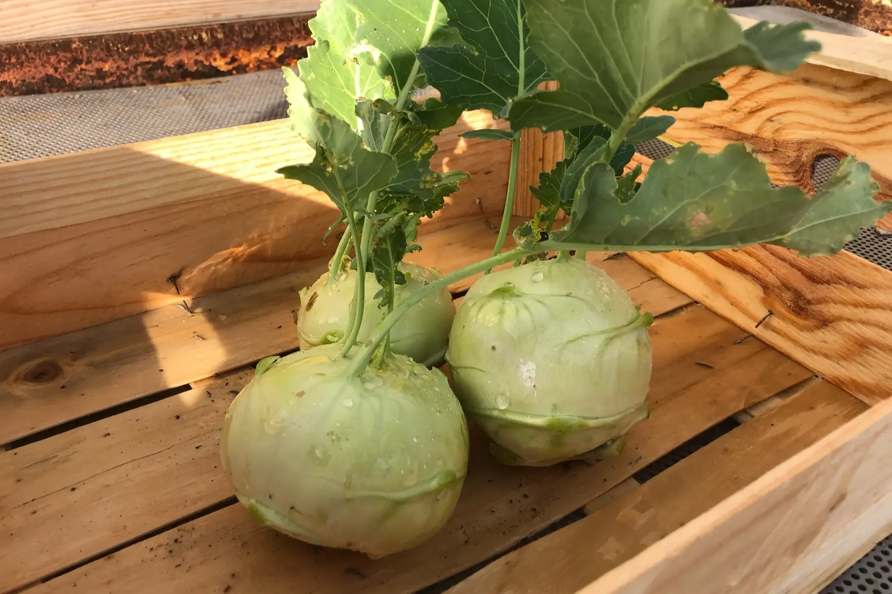 un jardin qui chante