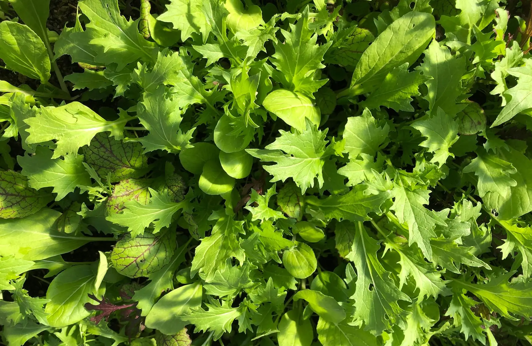 mesclun (sachet de 250g)