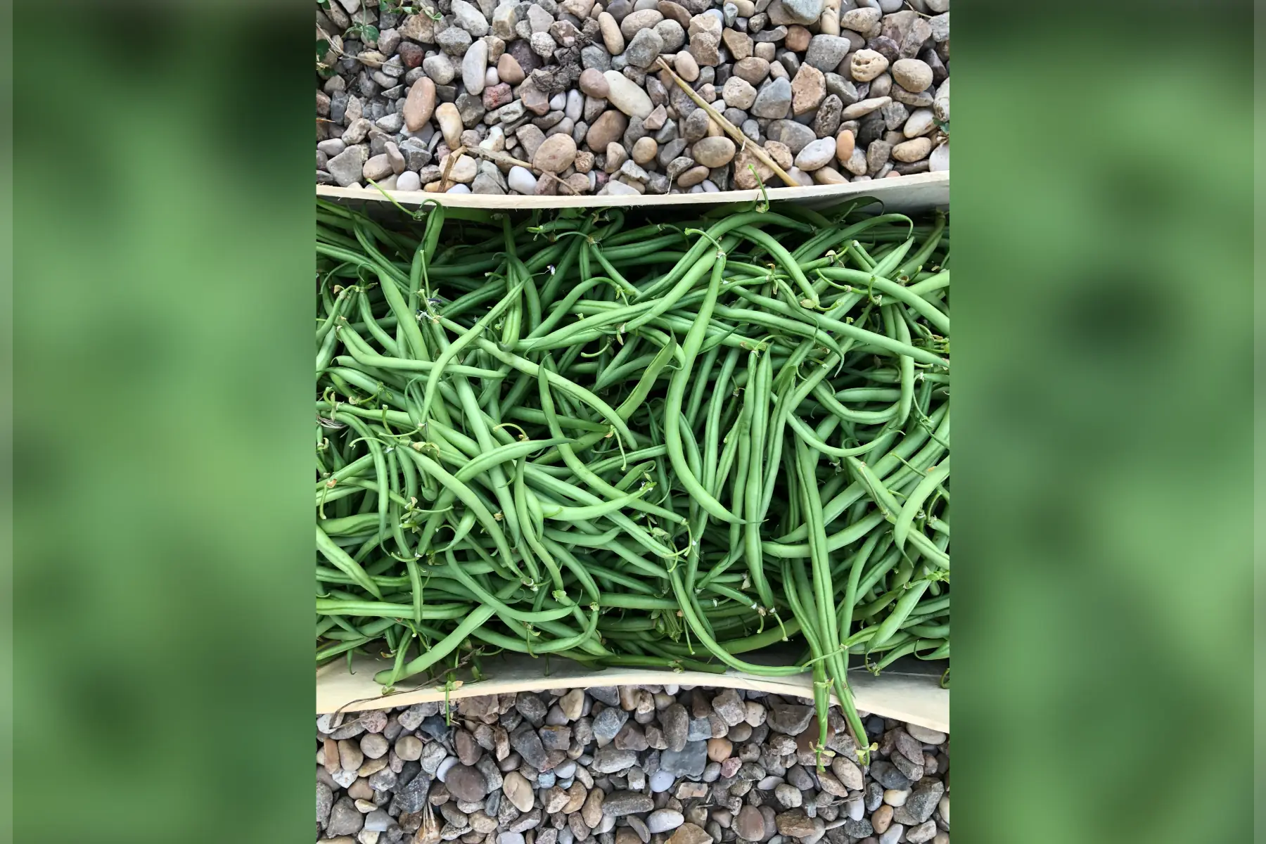 haricots verts