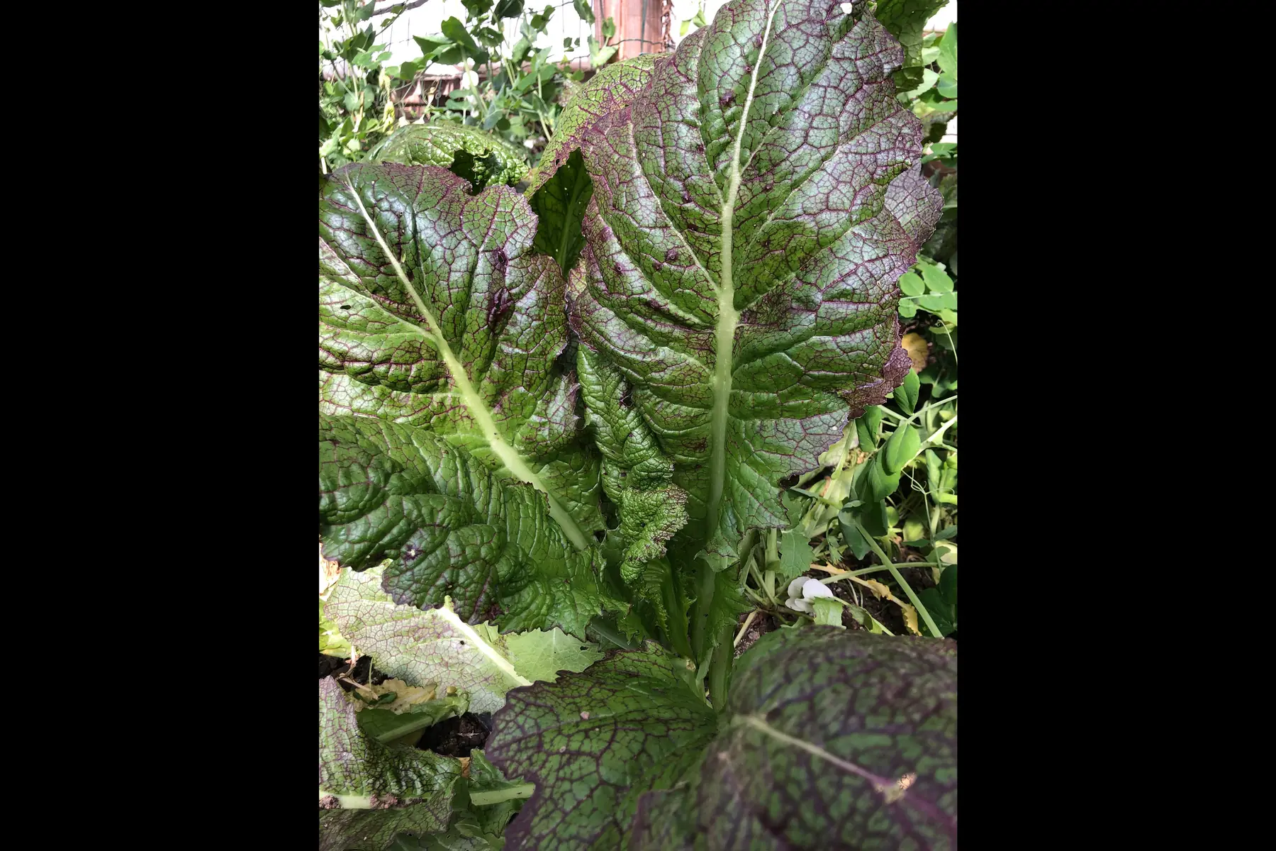 feuilles de moutarde « osaka segal »