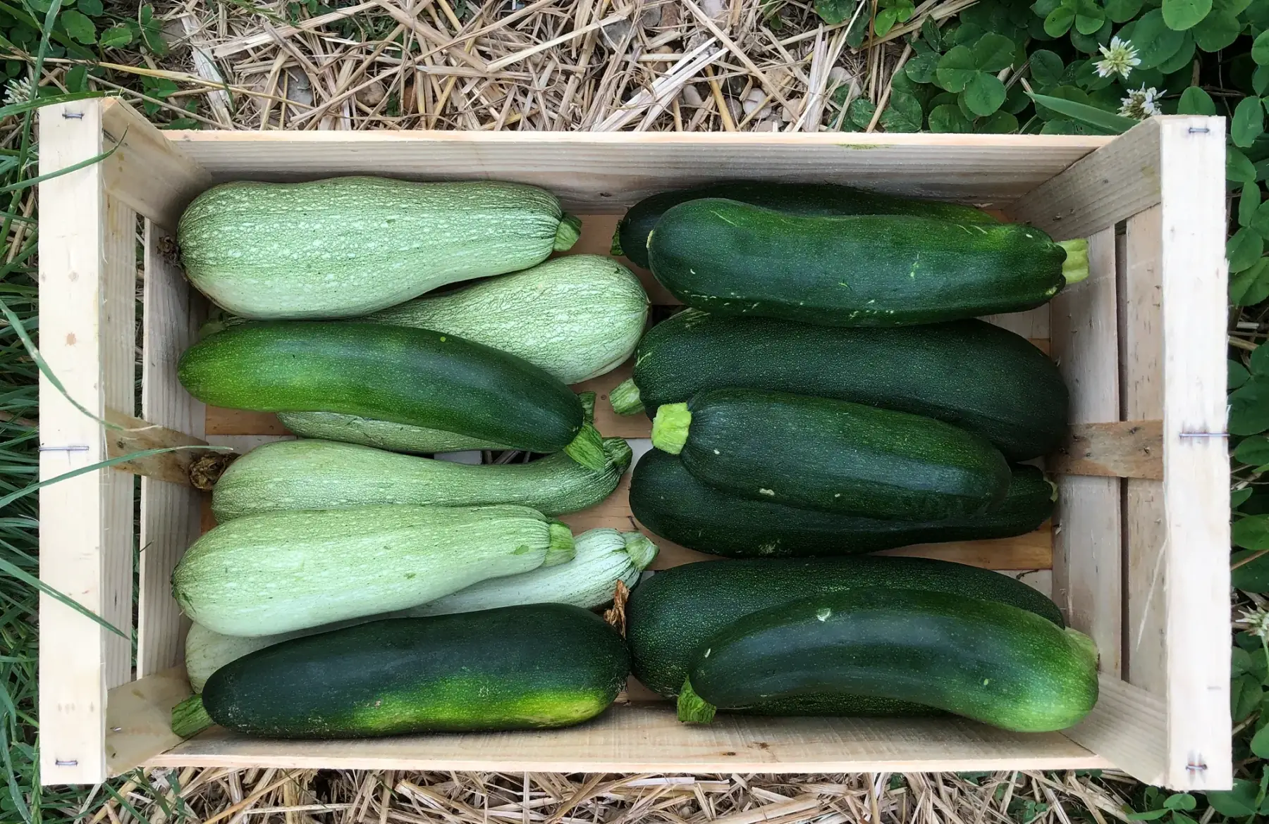 courgettes