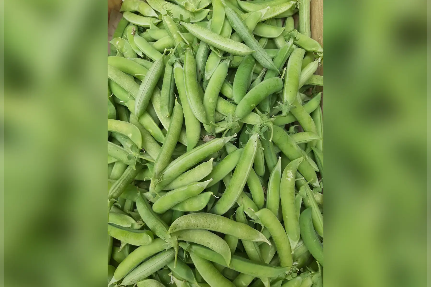 Petit pois