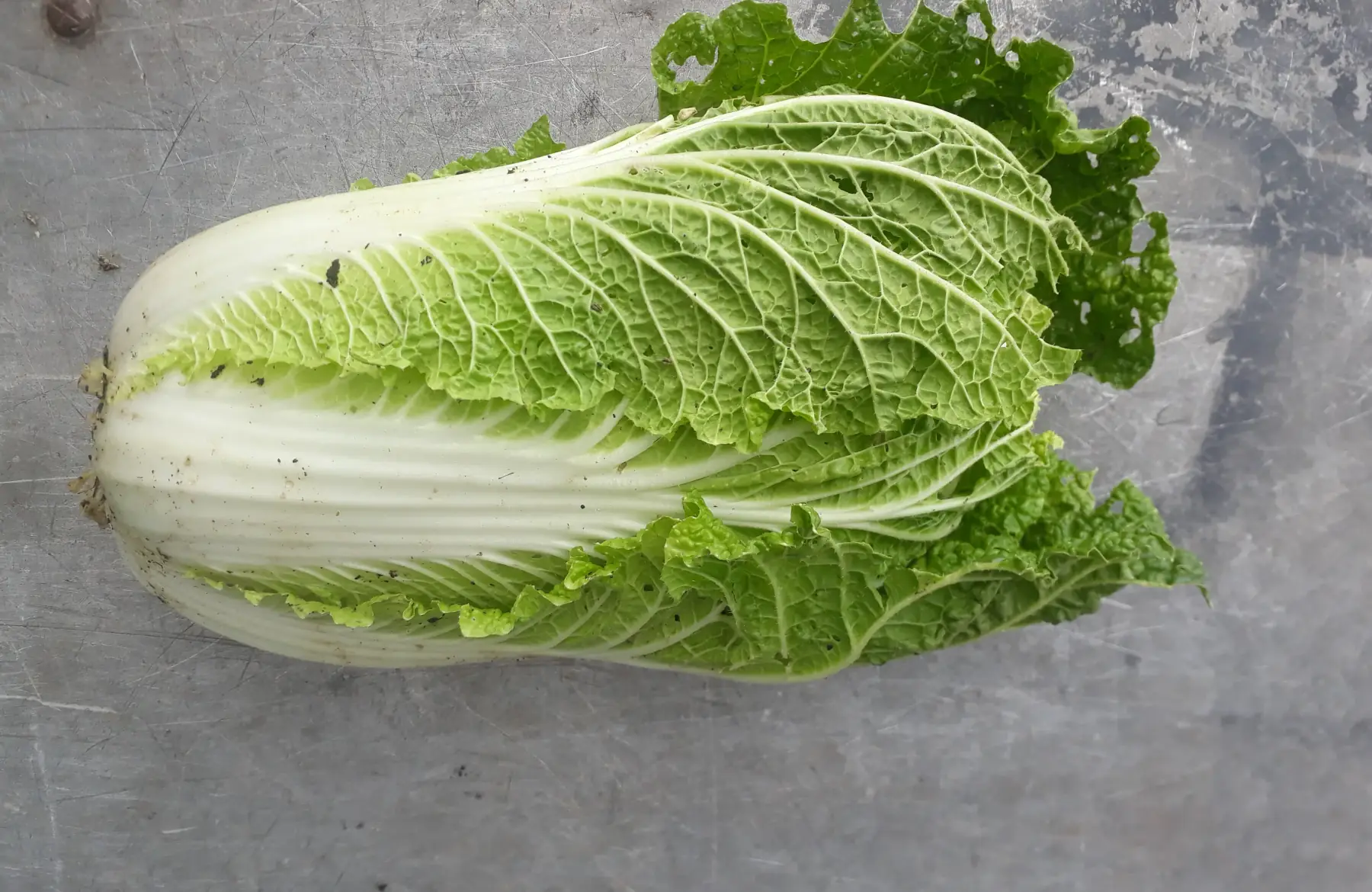 choux chinois pé-tsaï