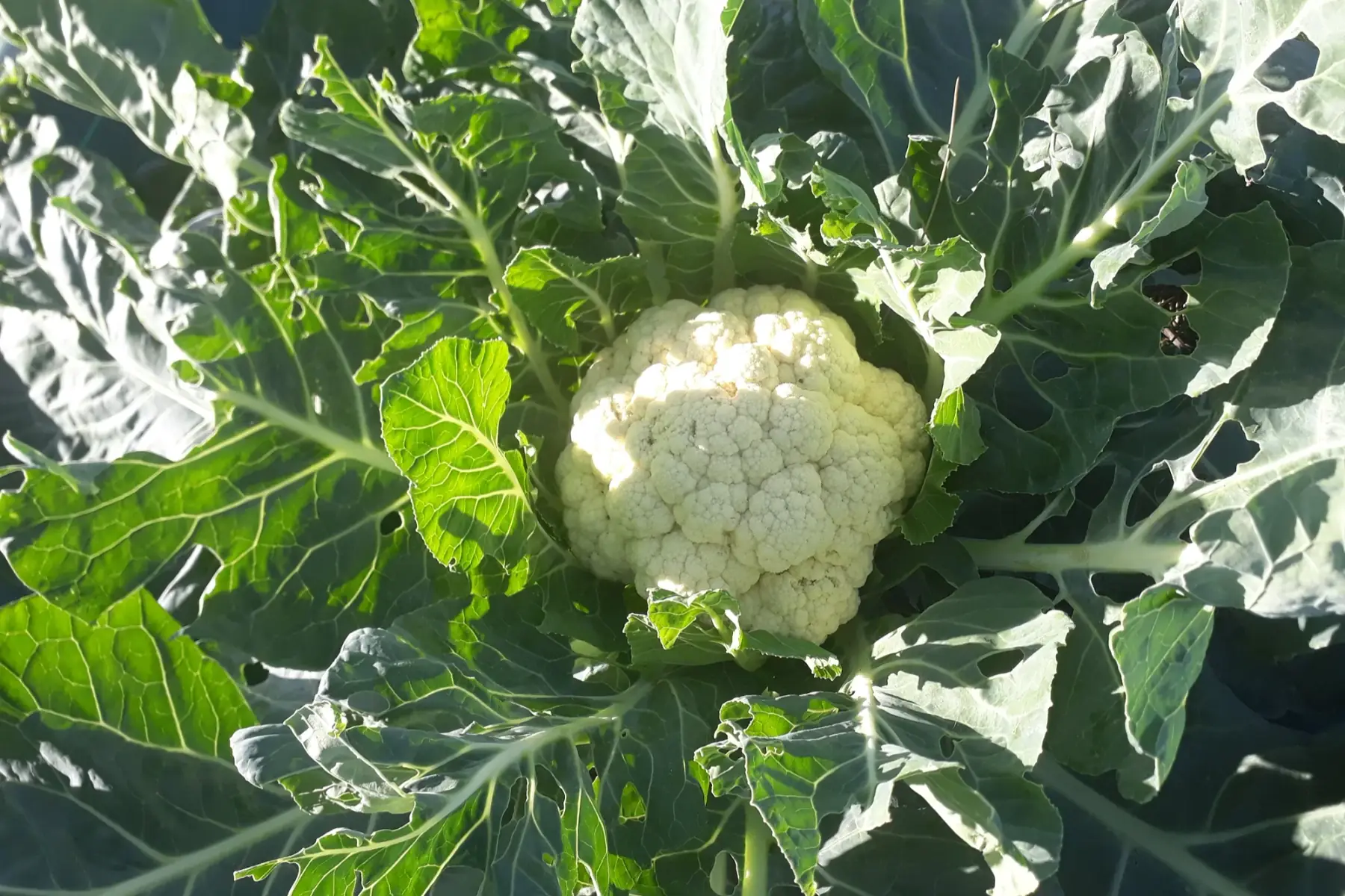 choux-fleur