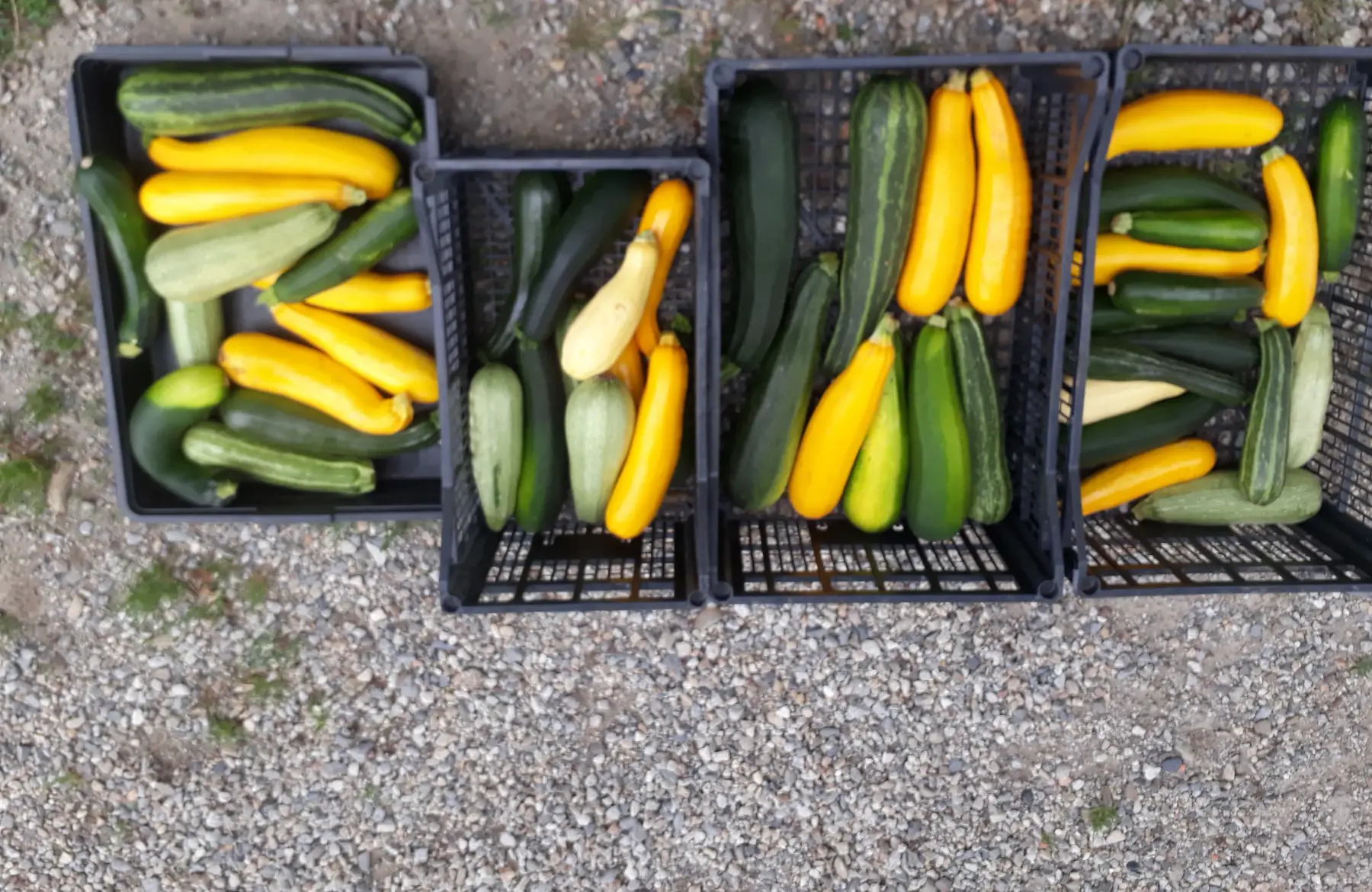 courgettes