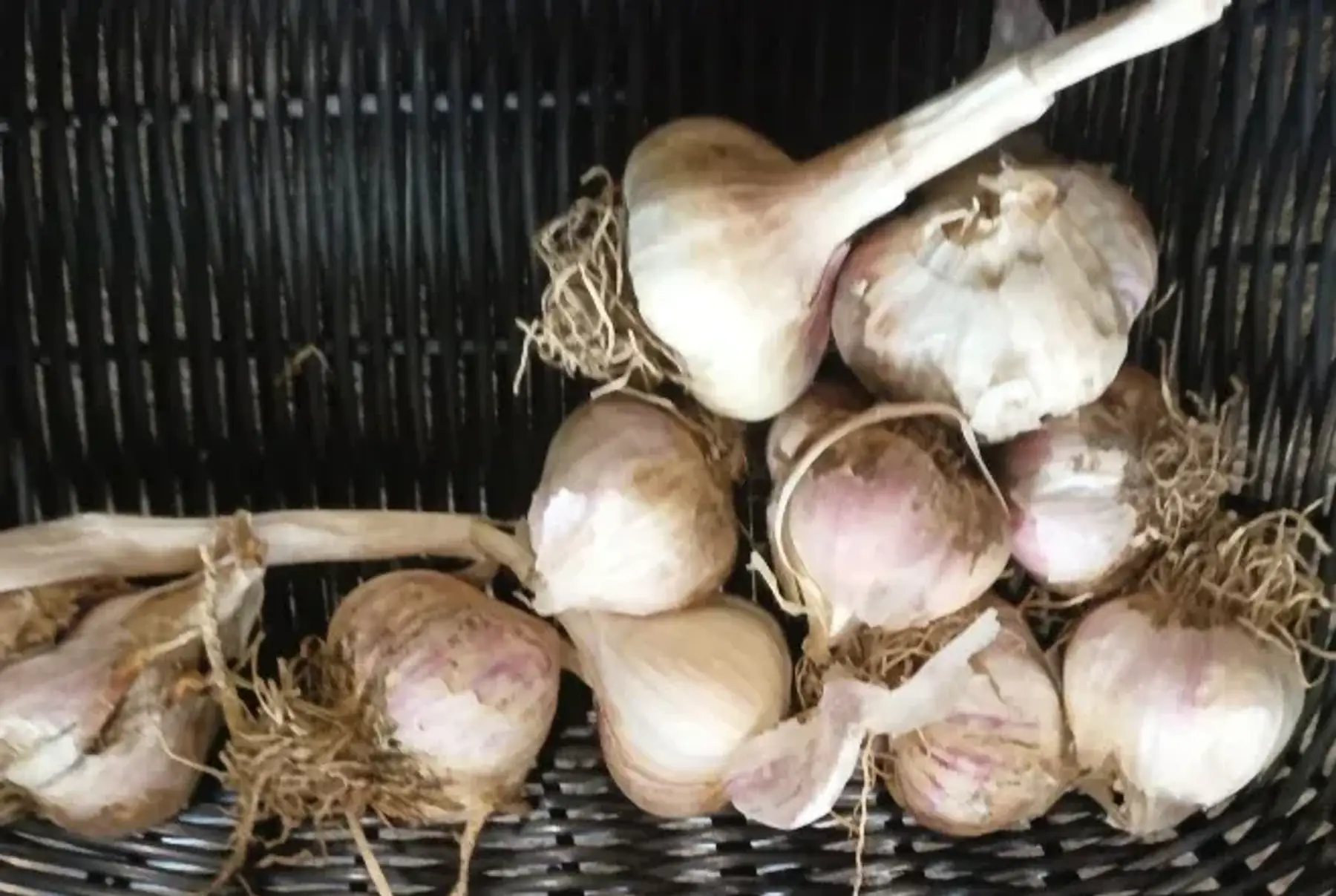 ail frais rose des sables ignp