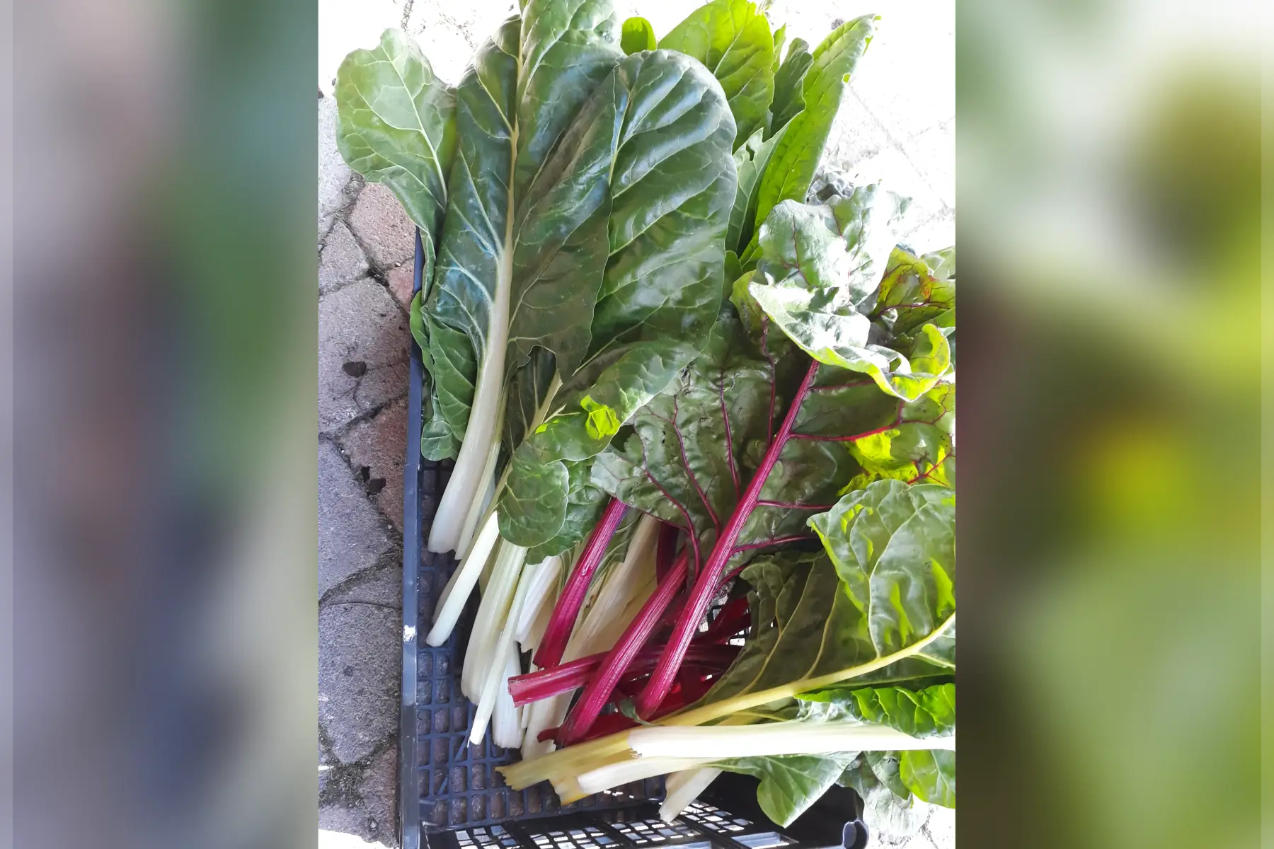 blettes multicouleurs