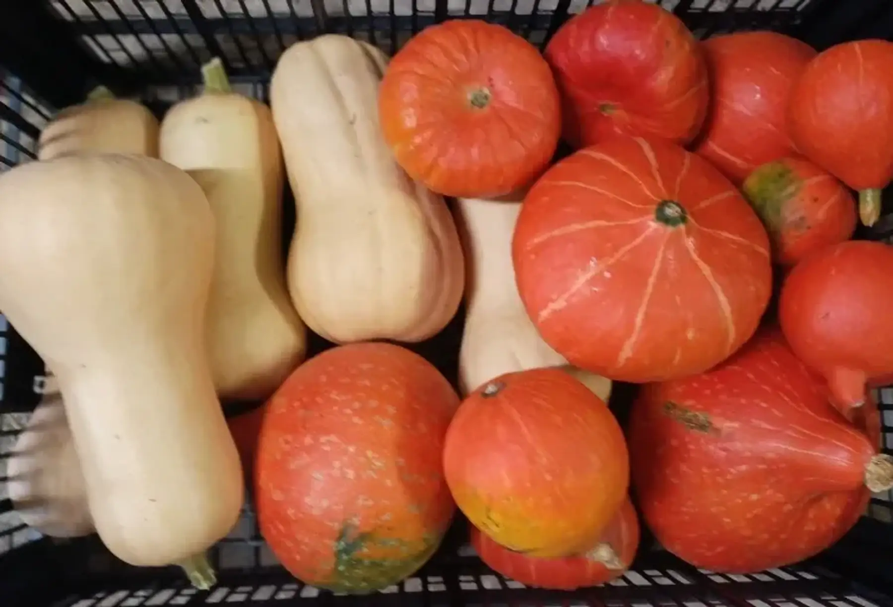 Courges (Butternut / Potimarron)