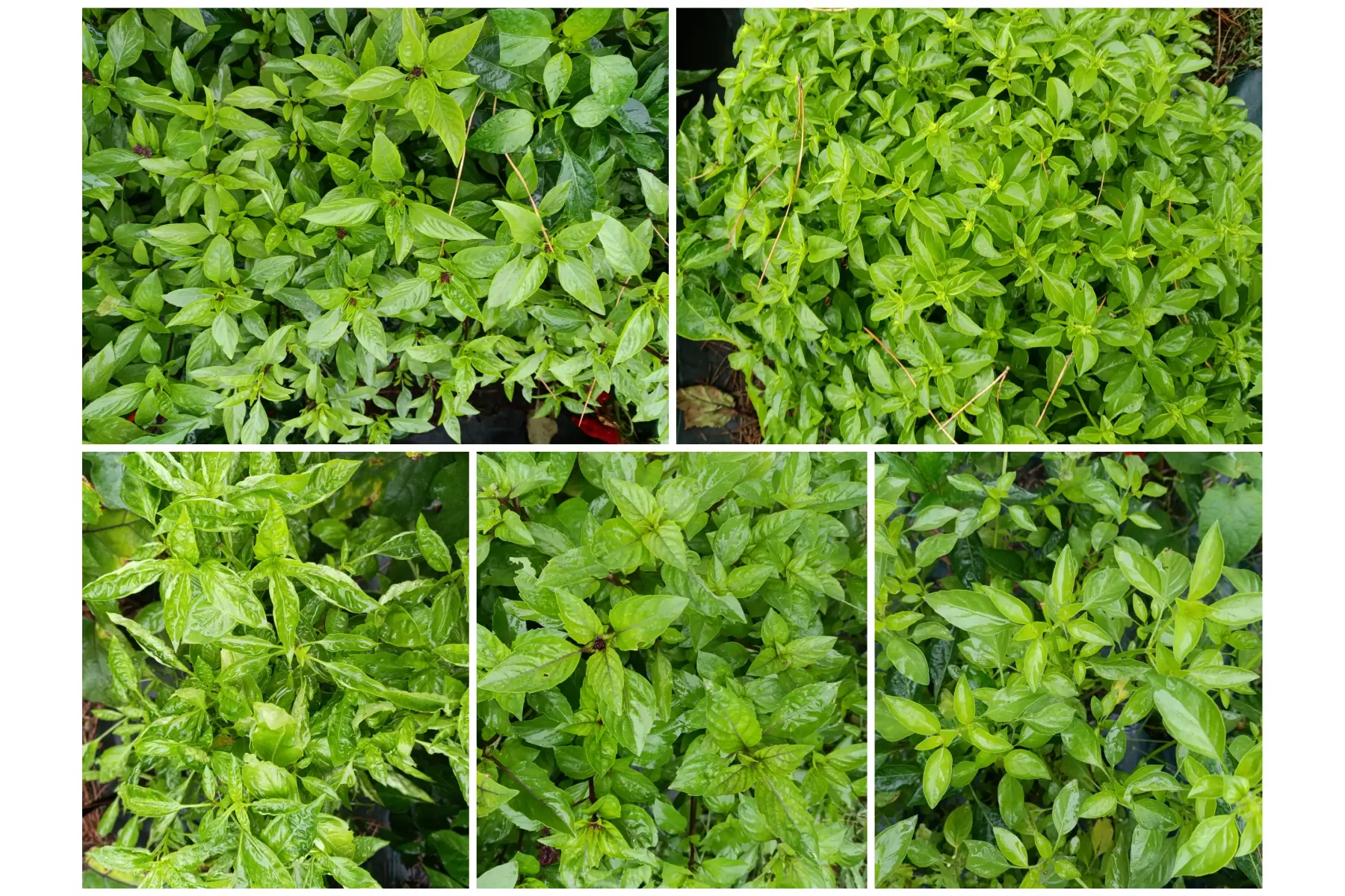 Le jardin des Sables