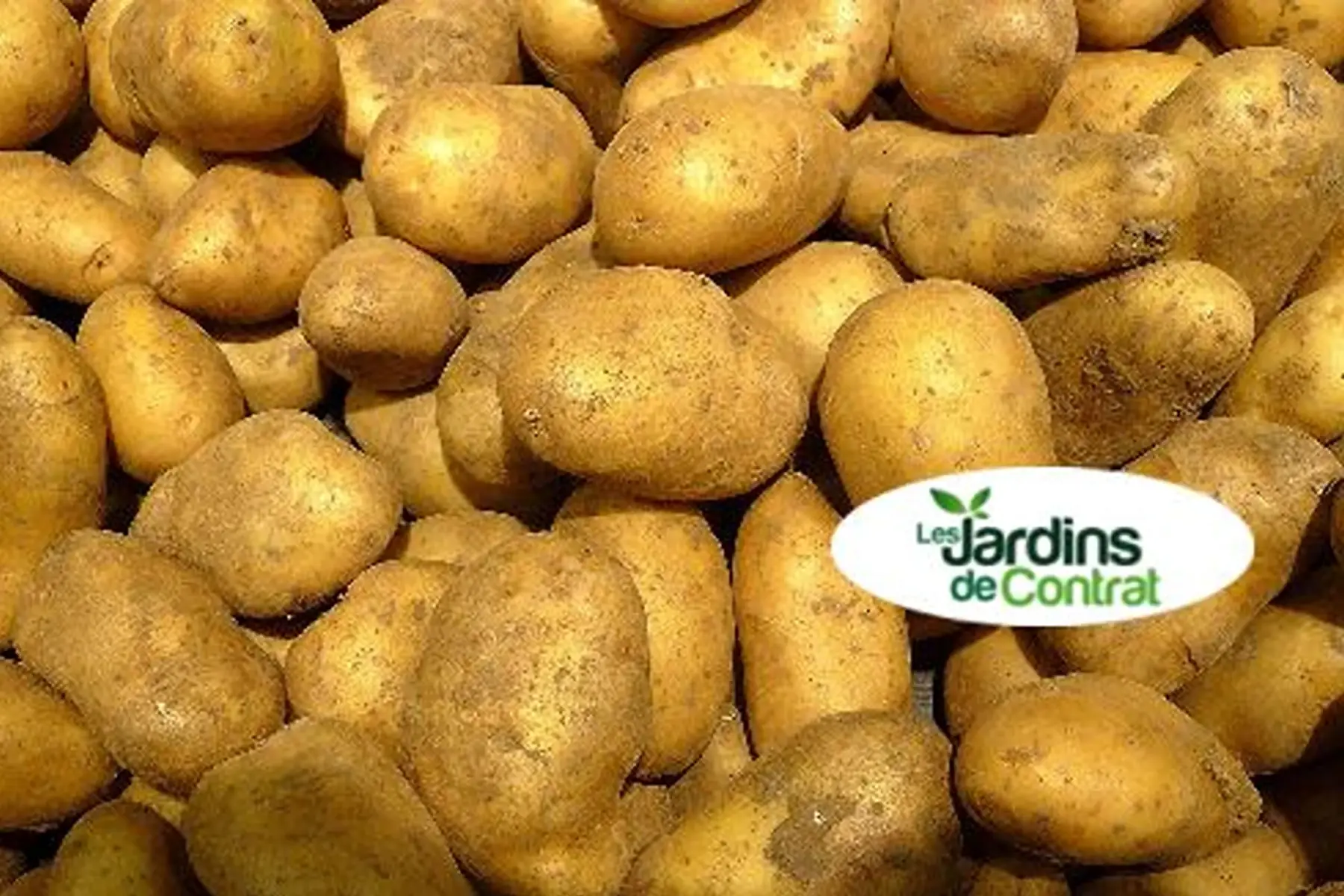 Pomme de terre jaune