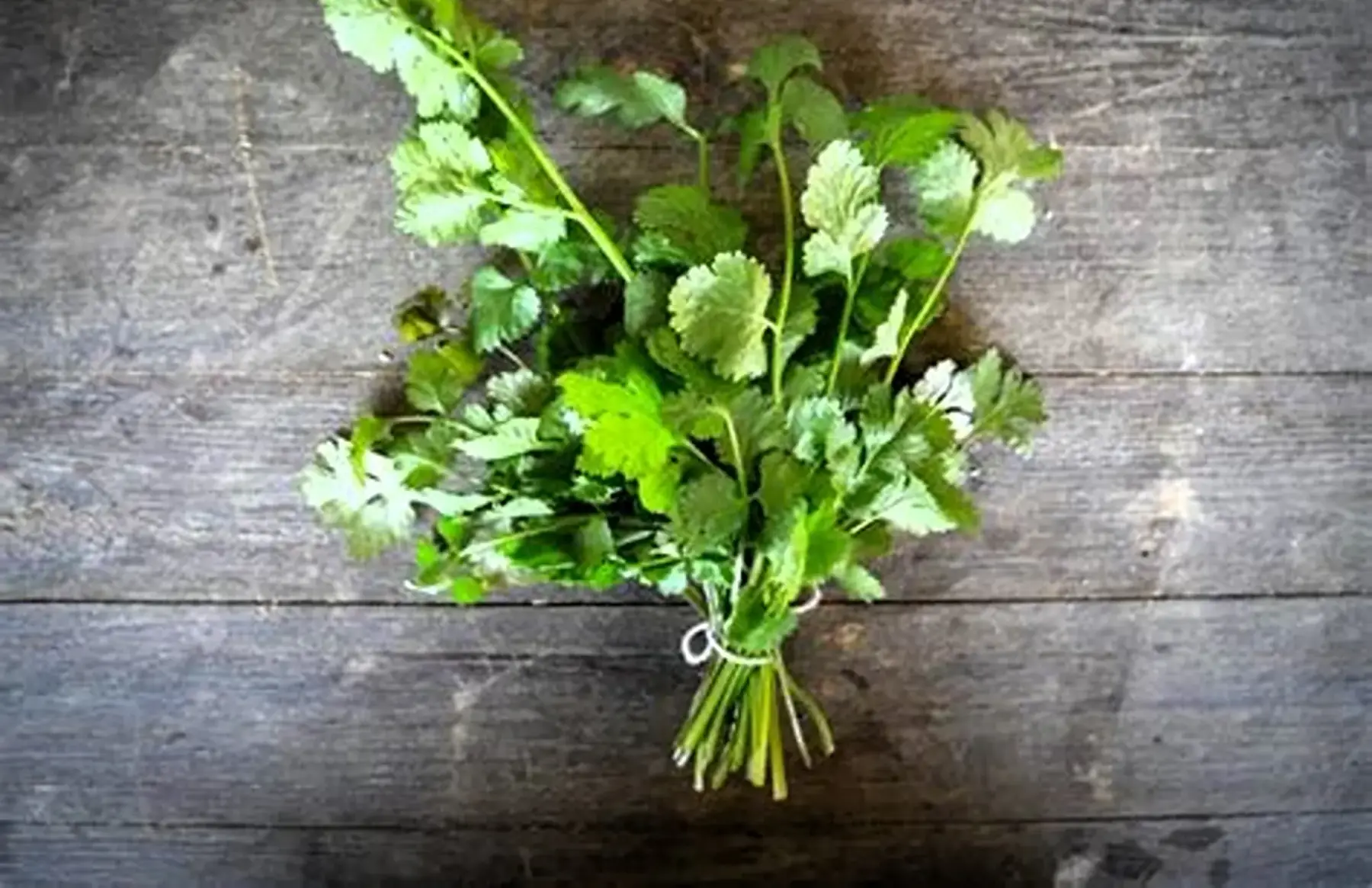 Coriandre - bouquet