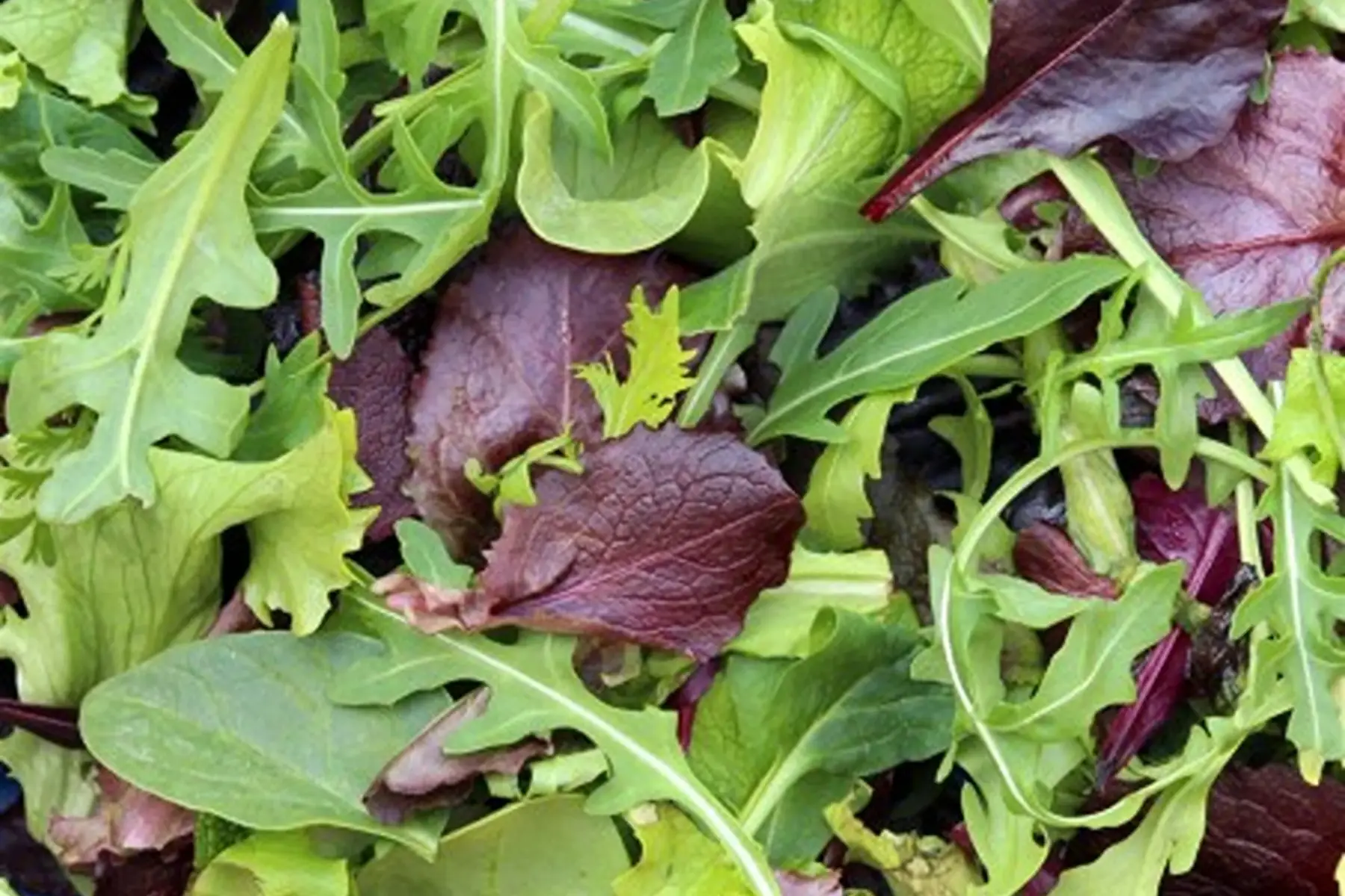 mesclun - sachet de 100g