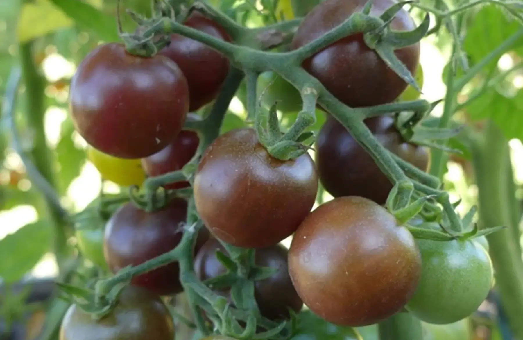 plant de tomate cerise BIO - black cherry